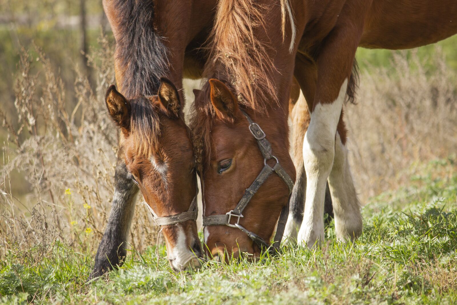 Canon EOS 550D (EOS Rebel T2i / EOS Kiss X4) sample photo. Horse, foal, autumn photography