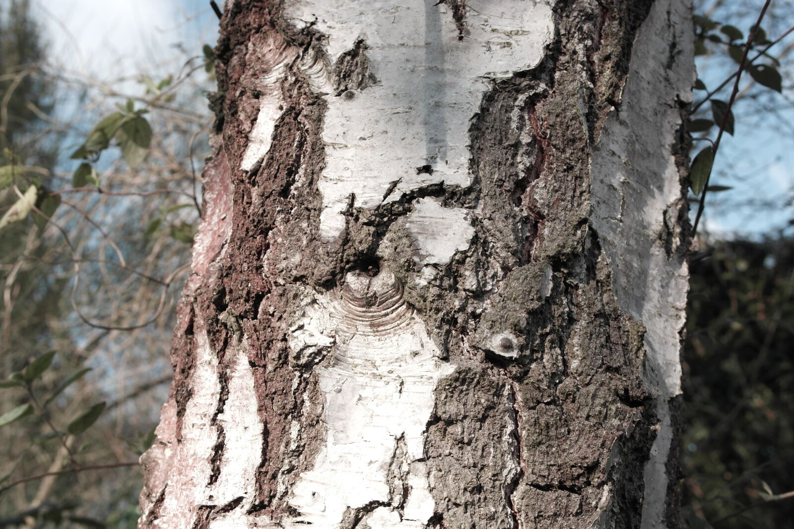 Samsung NX1000 sample photo. Grain, tree, birch photography