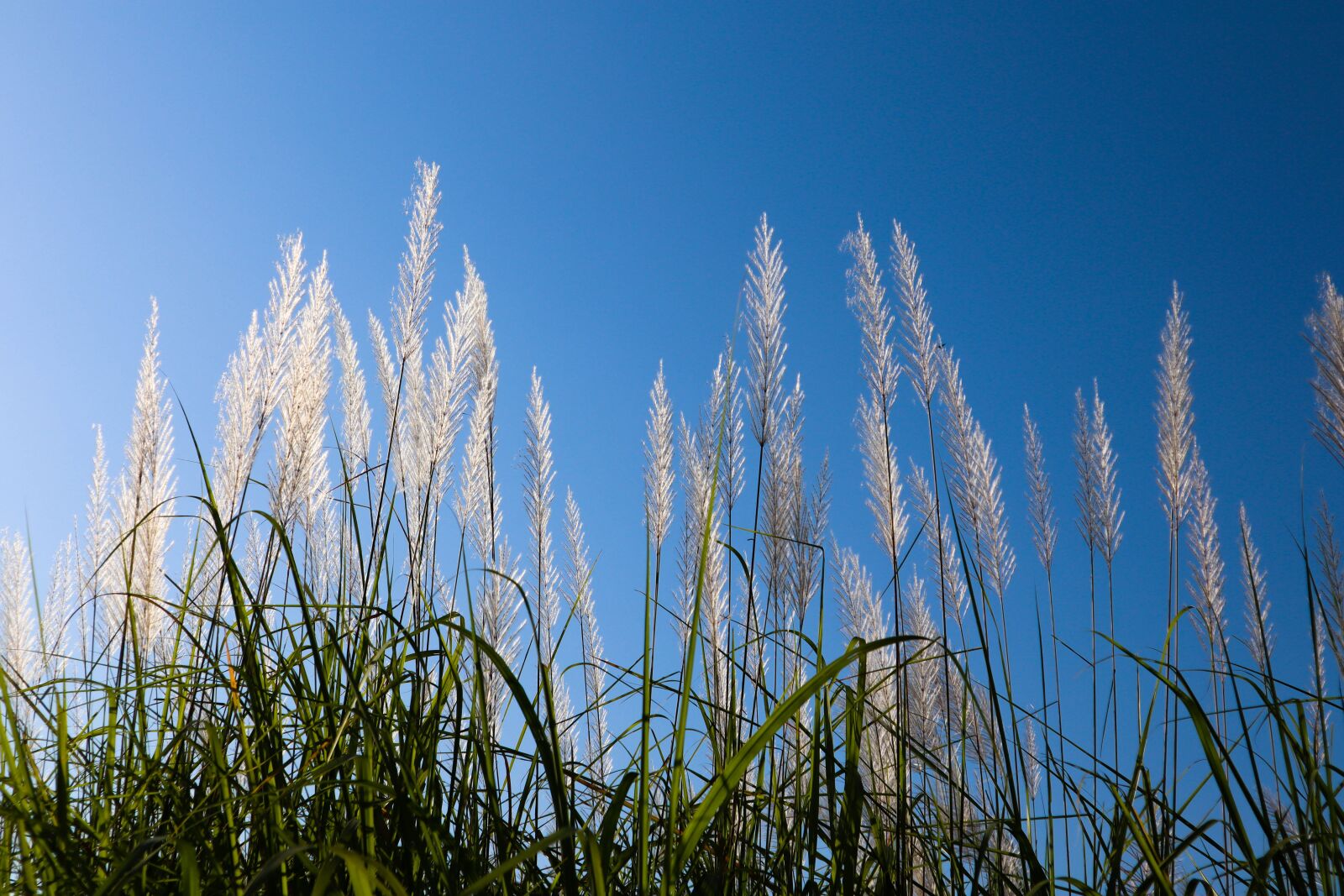 Canon EOS M50 (EOS Kiss M) sample photo. Day, summer, sky photography