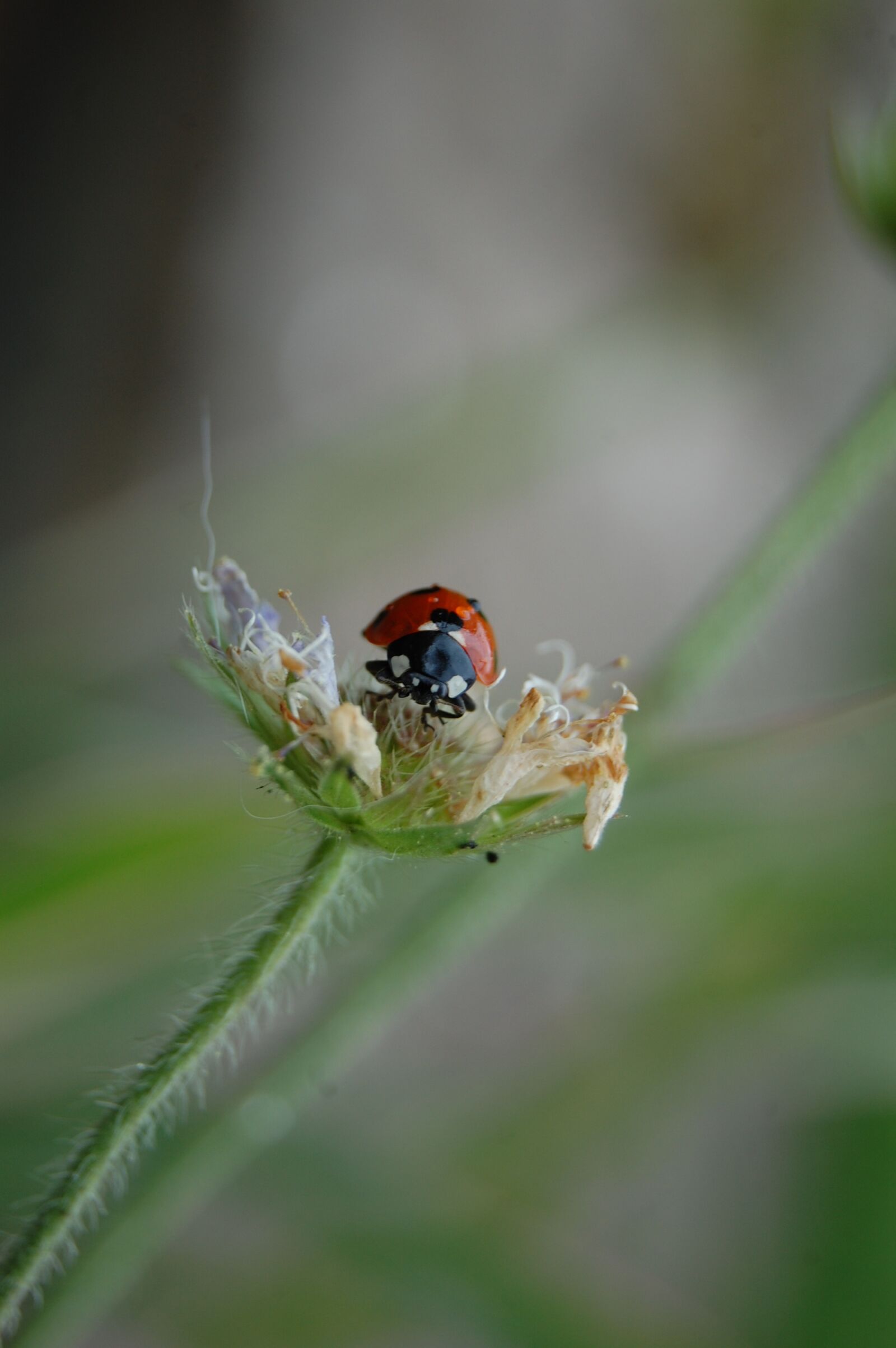 Nikon D40 sample photo. Ladybird, ladybug, nature photography