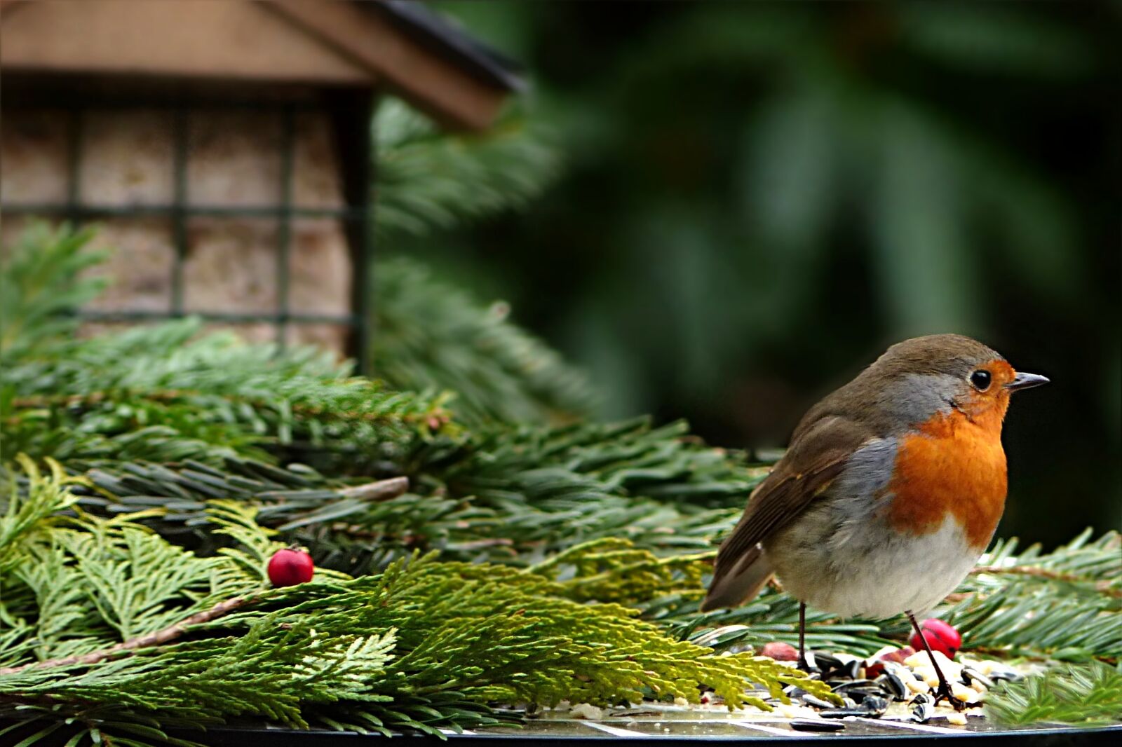 Panasonic Lumix DMC-FZ200 sample photo. Animal, bird, robin photography