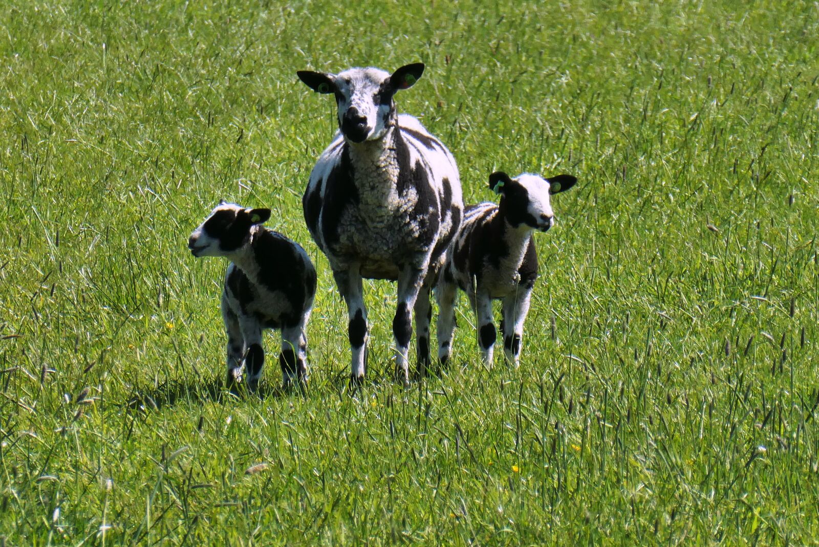 Panasonic Lumix DC-ZS70 (Lumix DC-TZ90) sample photo. Sheep, lambs, animals photography