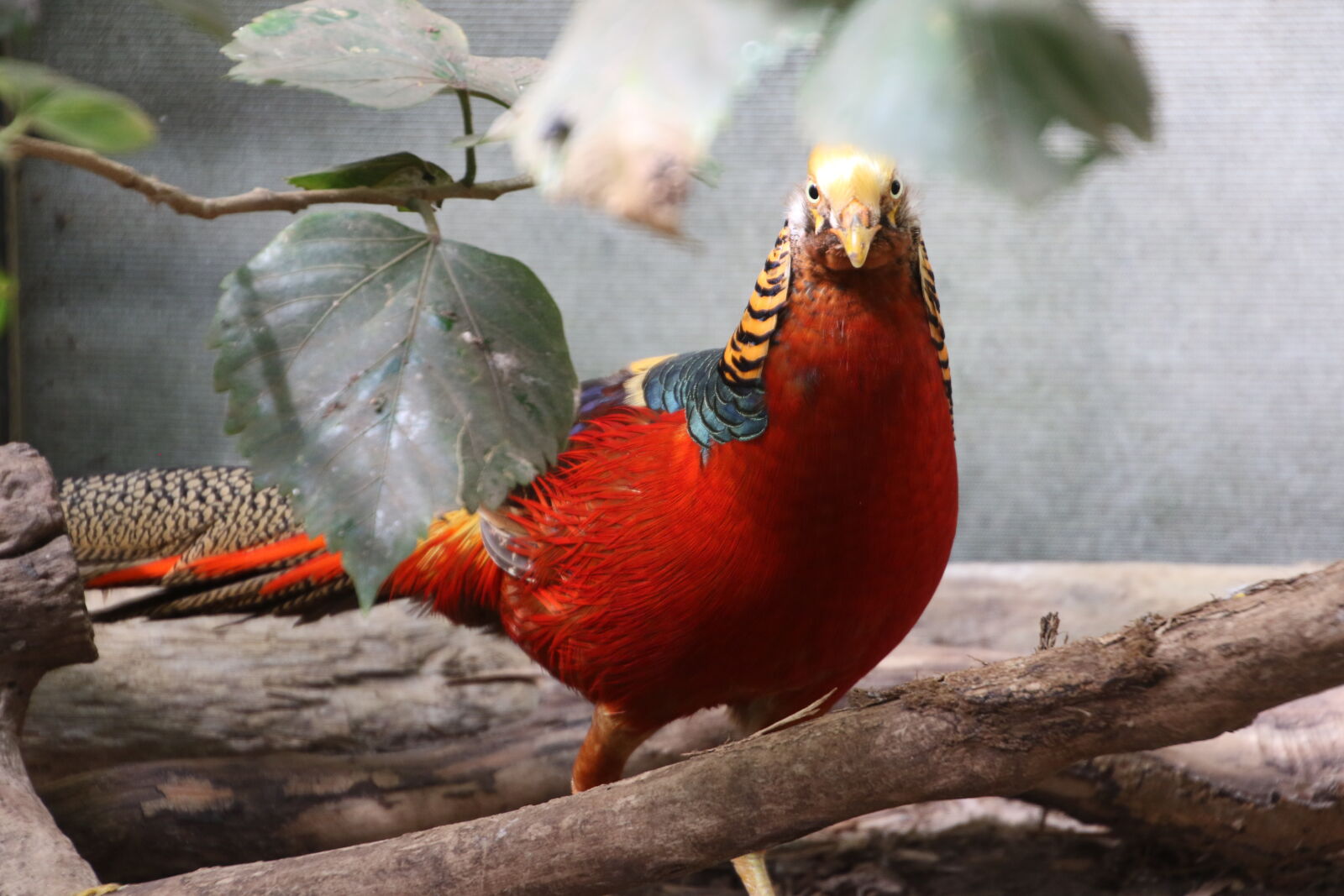 Canon EOS 7D Mark II sample photo. Bark, bird, bush, colorful photography
