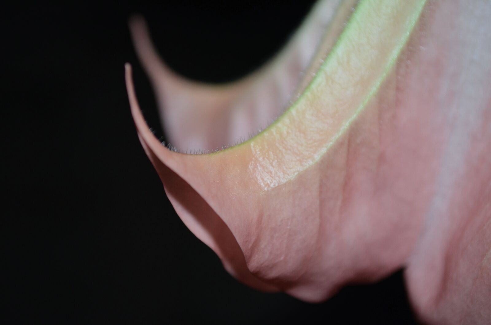 Nikon D5100 sample photo. Bell, flower, jimson weed photography