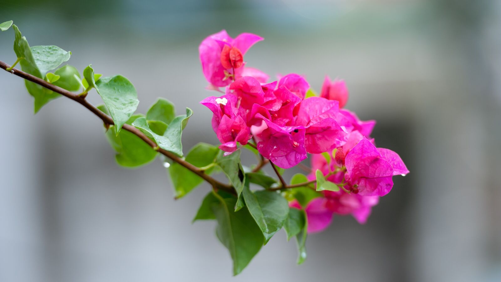 Nikon D700 sample photo. Flower, red, nature photography