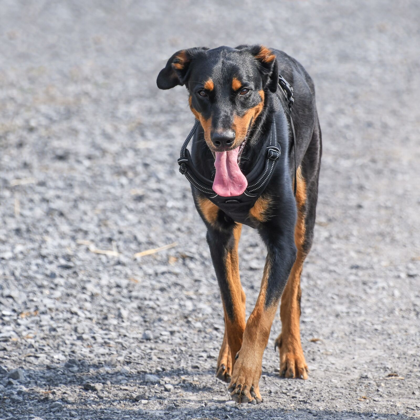 Nikon D500 sample photo. Dog, beauceron, walk photography