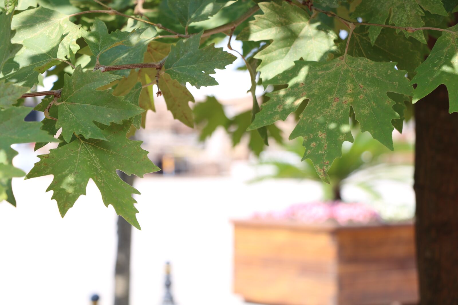 Canon EOS 750D (EOS Rebel T6i / EOS Kiss X8i) sample photo. Chiu, plant, leaves photography