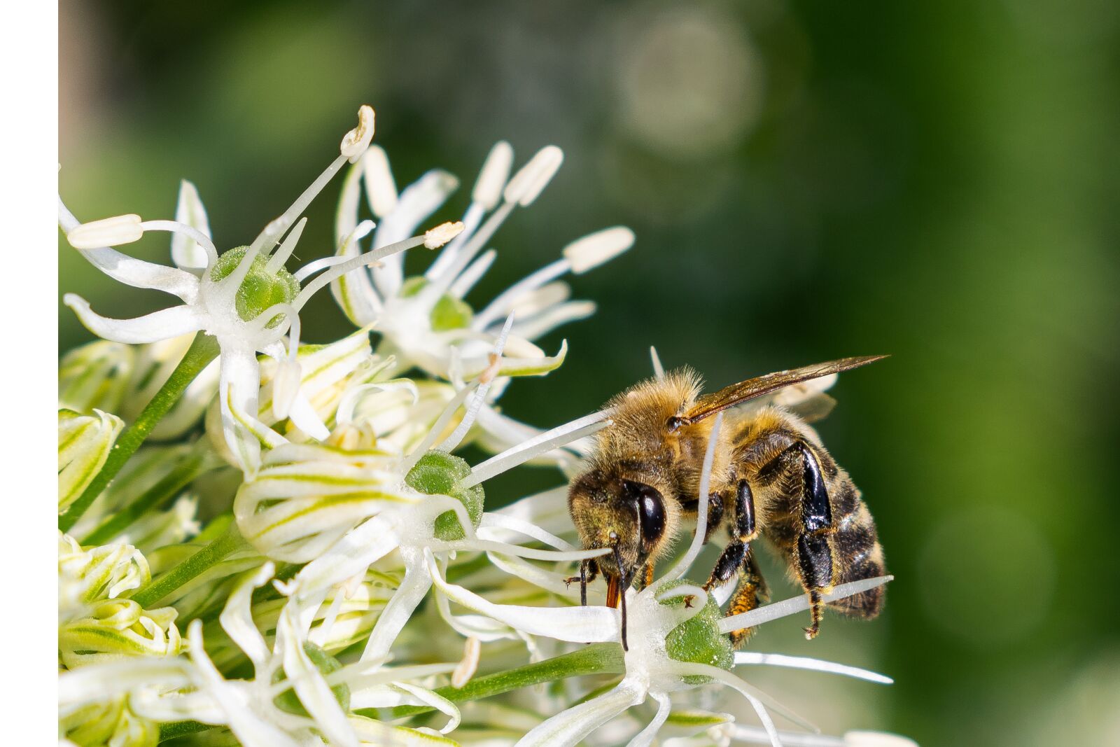 Nikon D3300 sample photo. Bee, bee on a photography