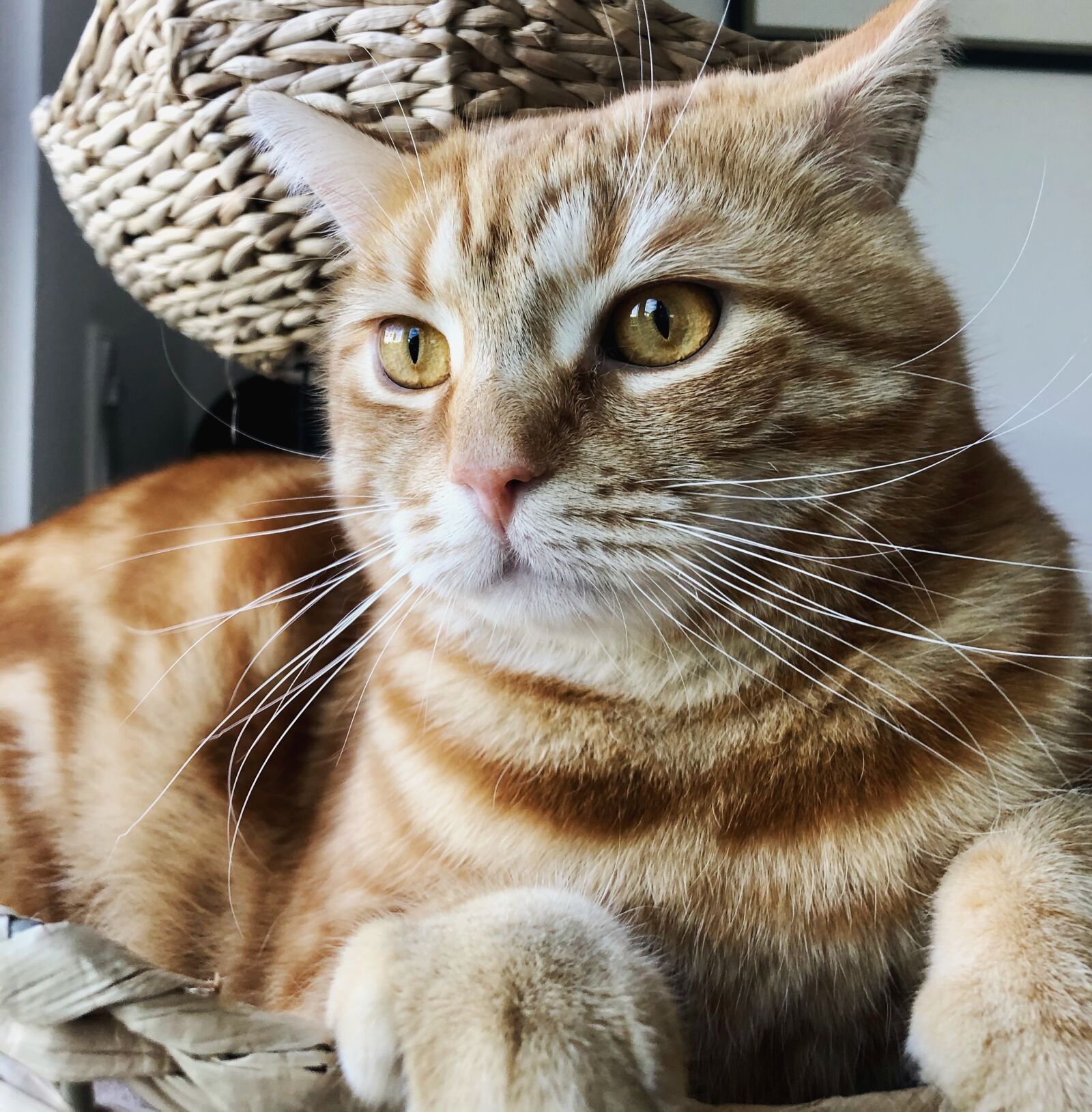 iPhone 8 back camera 3.99mm f/1.8 sample photo. Cat, kitten, gustaf photography