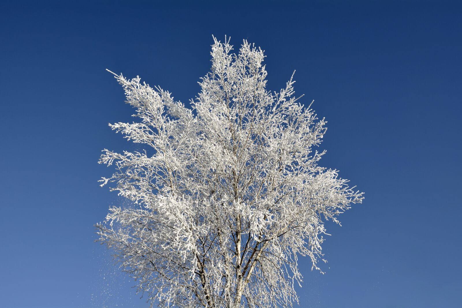 Nikon D7100 sample photo. Crown, tree, winter photography