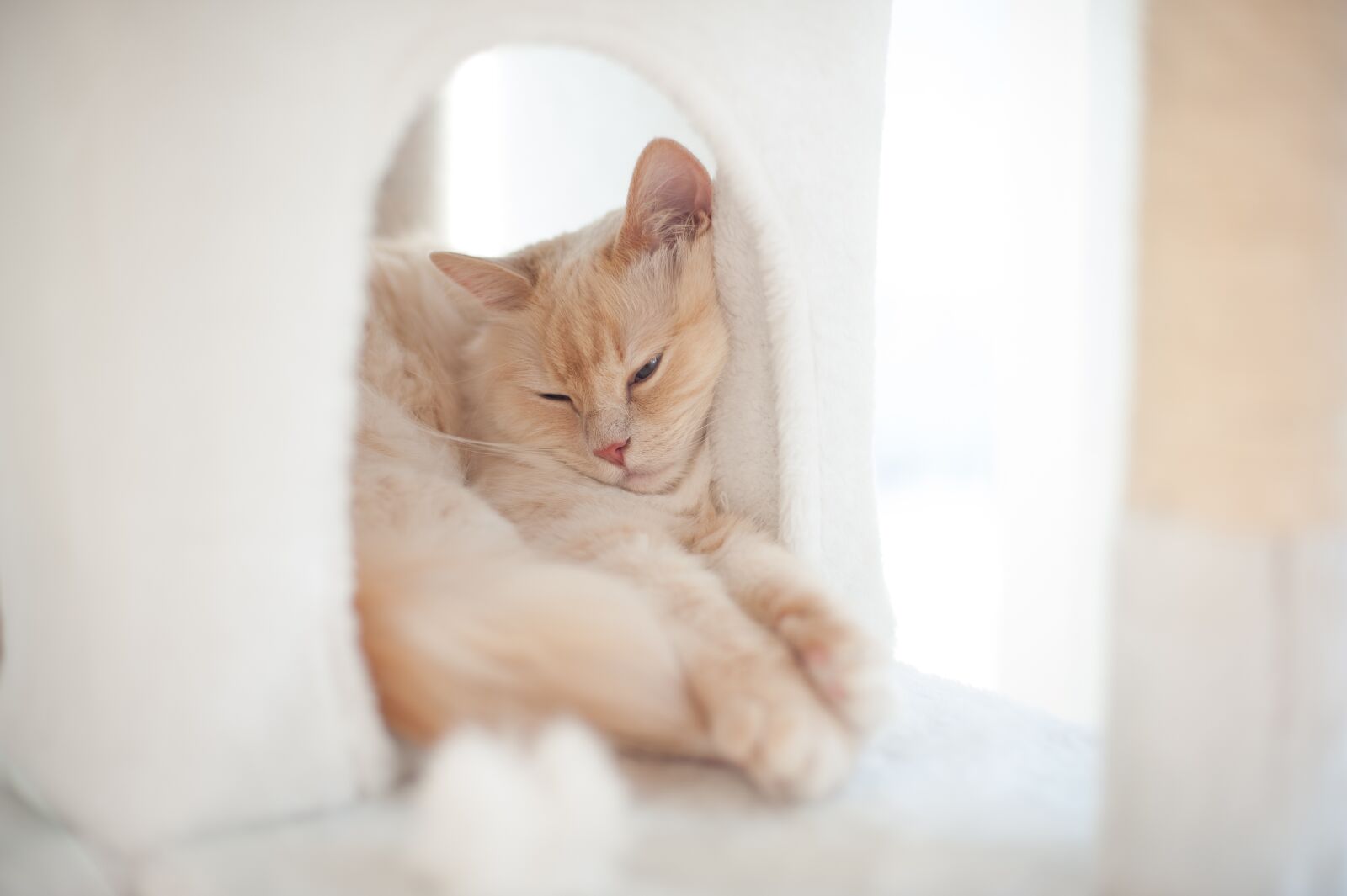 Nikon D700 sample photo. Cute, cat, portrait photography
