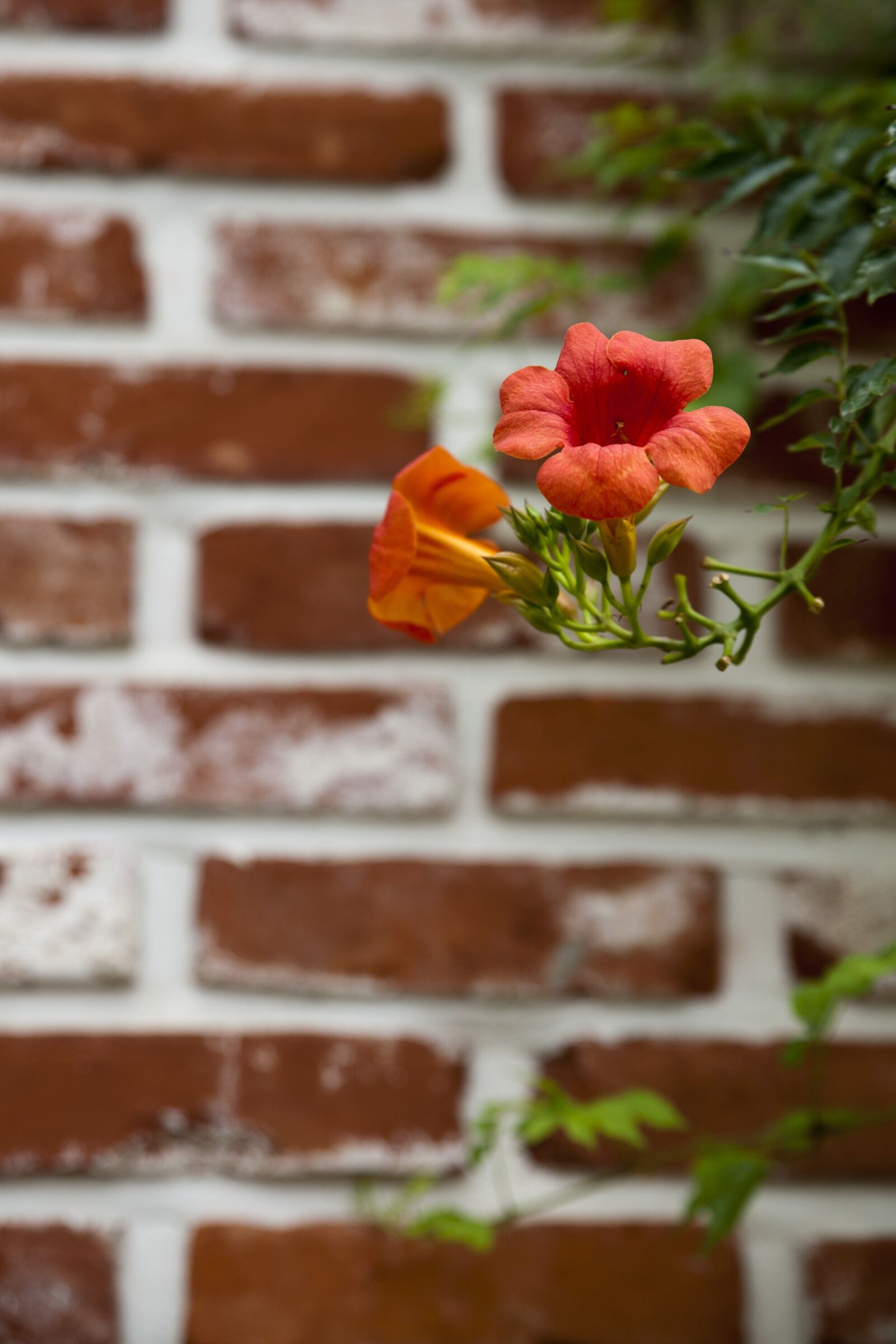 Canon EOS 5D sample photo. Wood, nature, plants photography