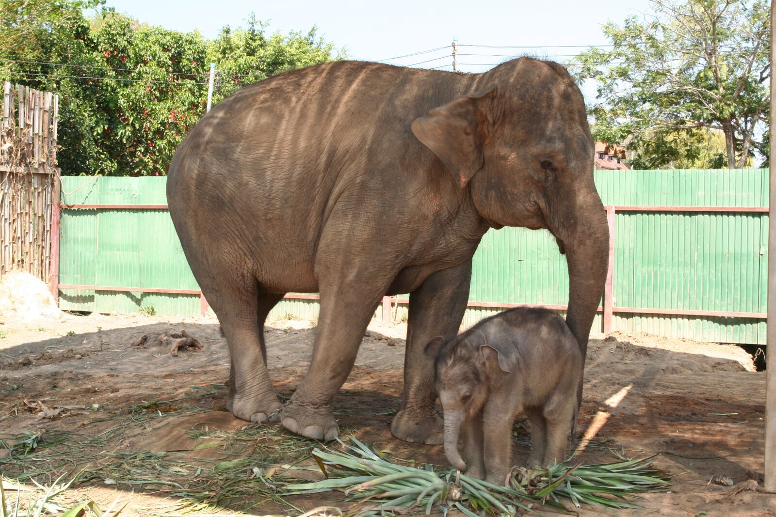 Canon EOS 350D (EOS Digital Rebel XT / EOS Kiss Digital N) sample photo. Elephant, cub, nature photography