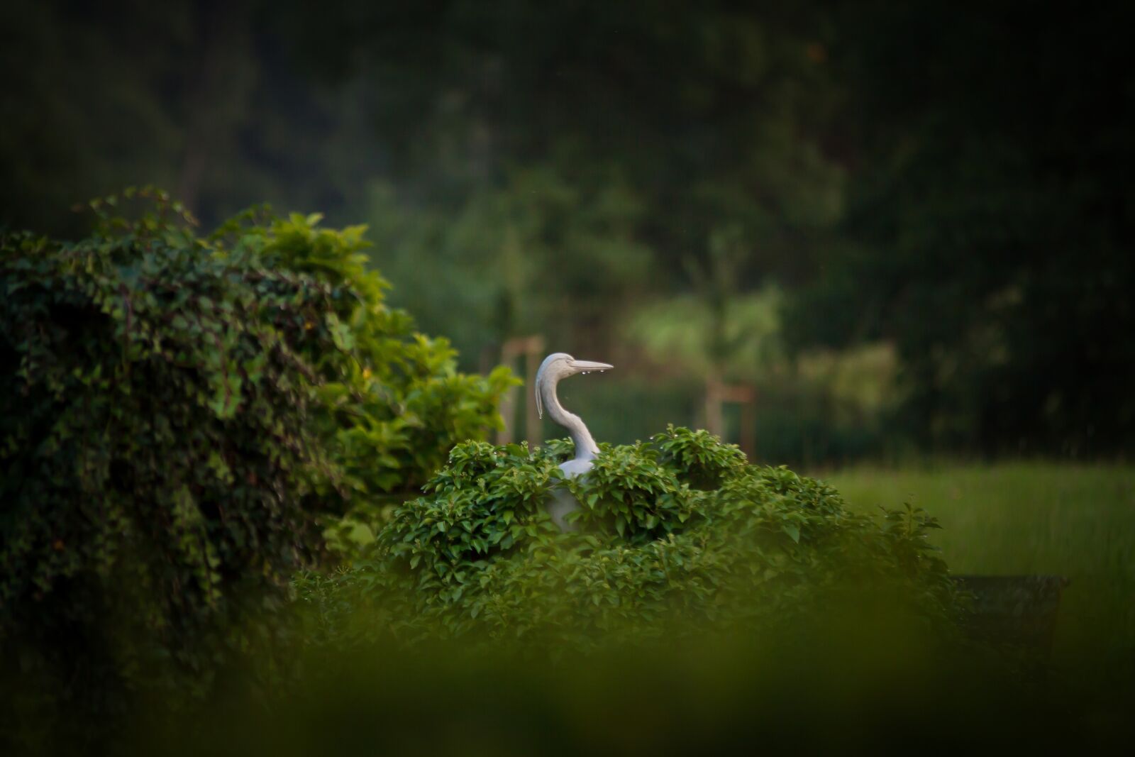 Canon EOS 50D sample photo. Heron, bird, wilderness photography