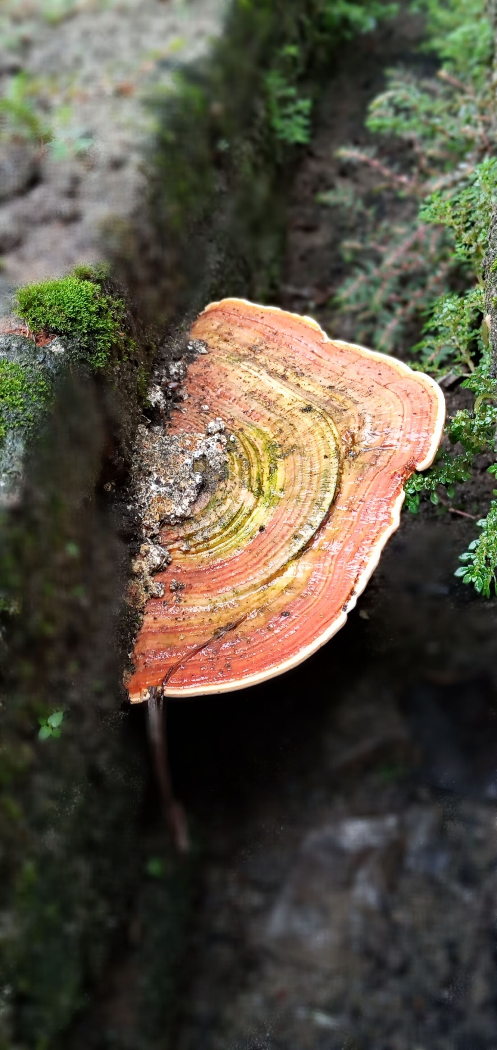 Samsung SM-A107F sample photo. Mushroom, moss, poison photography