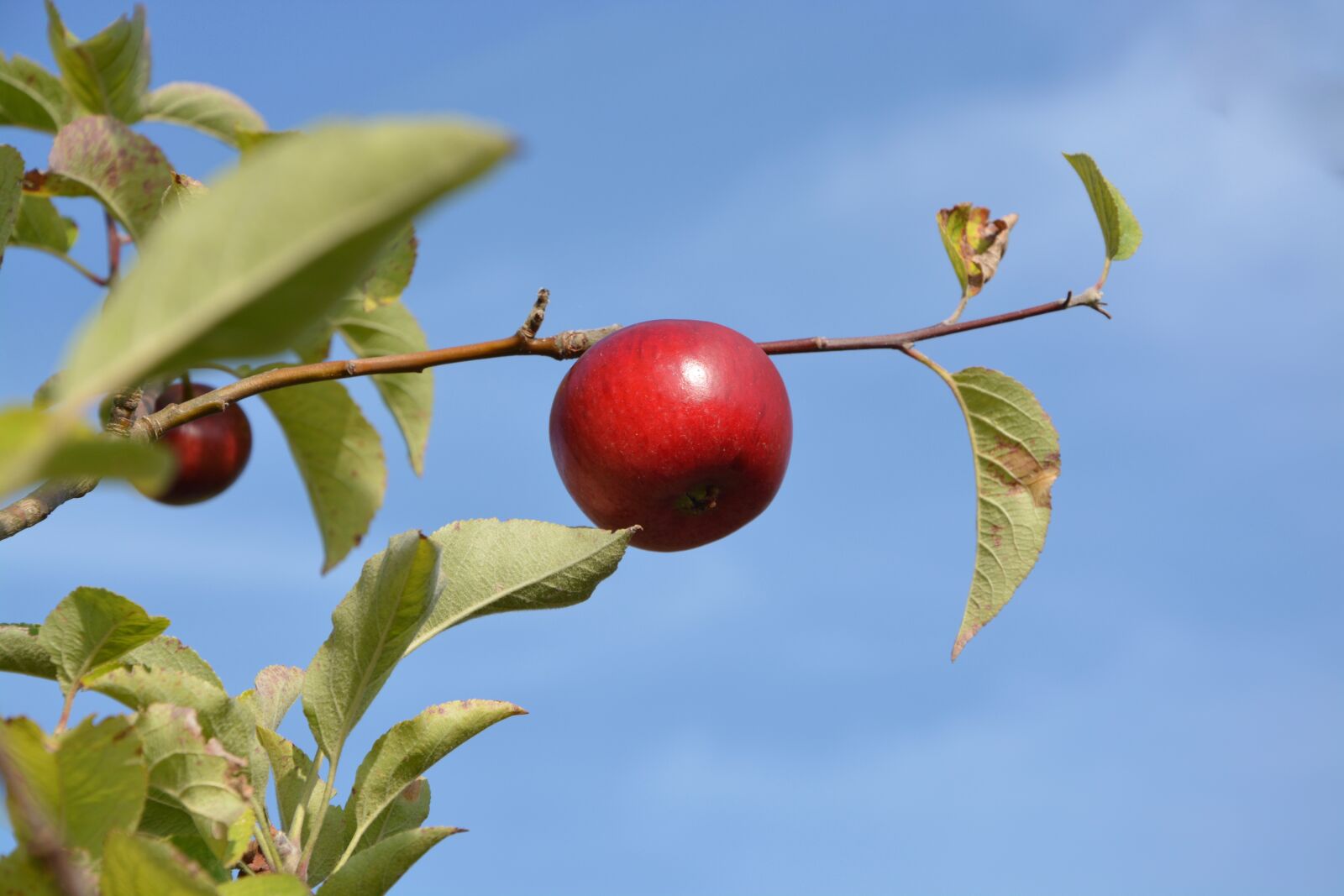 Nikon D5200 sample photo. Red apple, orchard, fruit photography