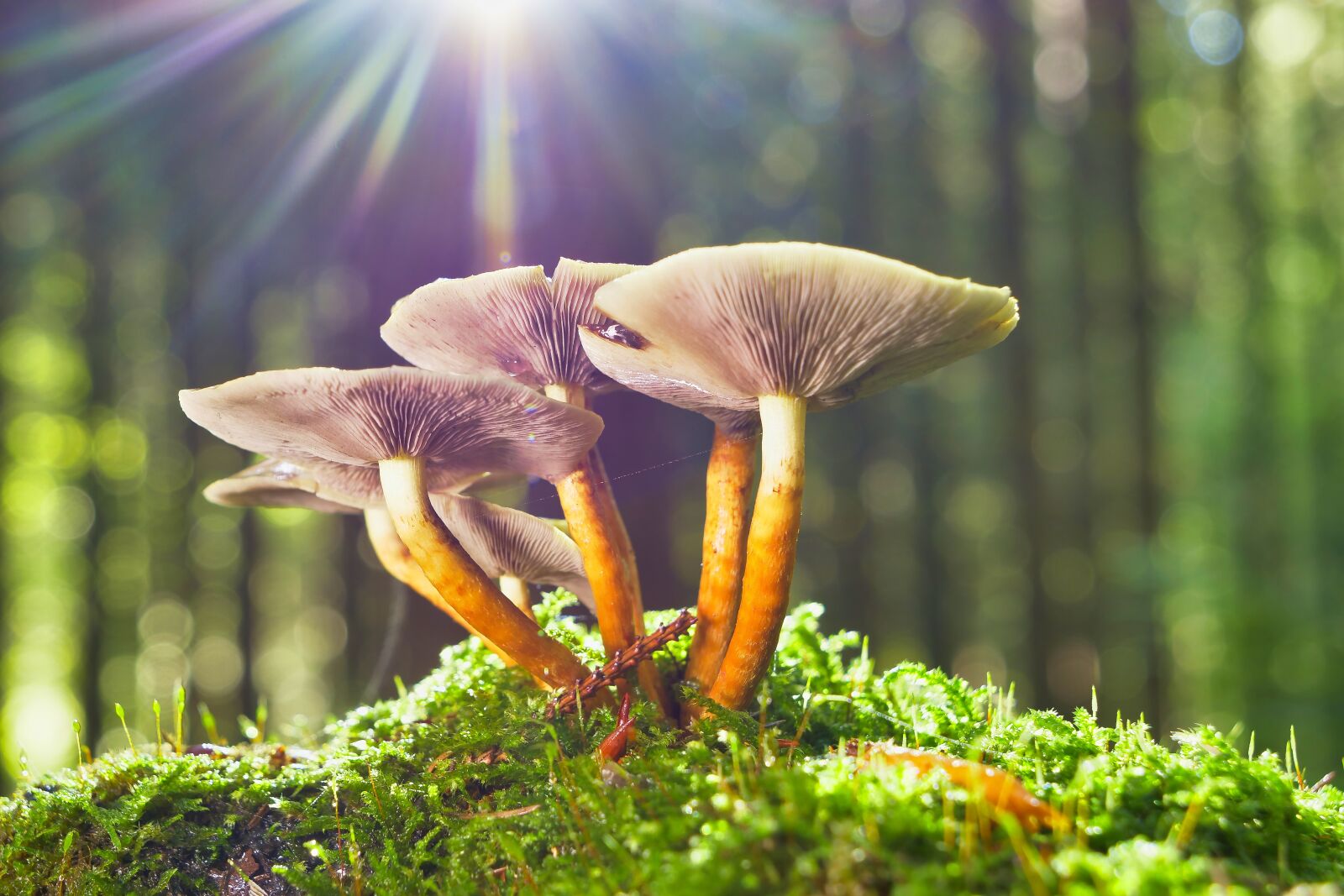 Panasonic Lumix DC-G9 sample photo. Mushrooms, sunlight, forest photography