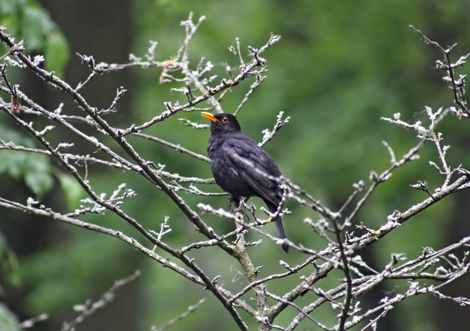Canon EOS 550D (EOS Rebel T2i / EOS Kiss X4) sample photo. Blackbird, bird, animal world photography