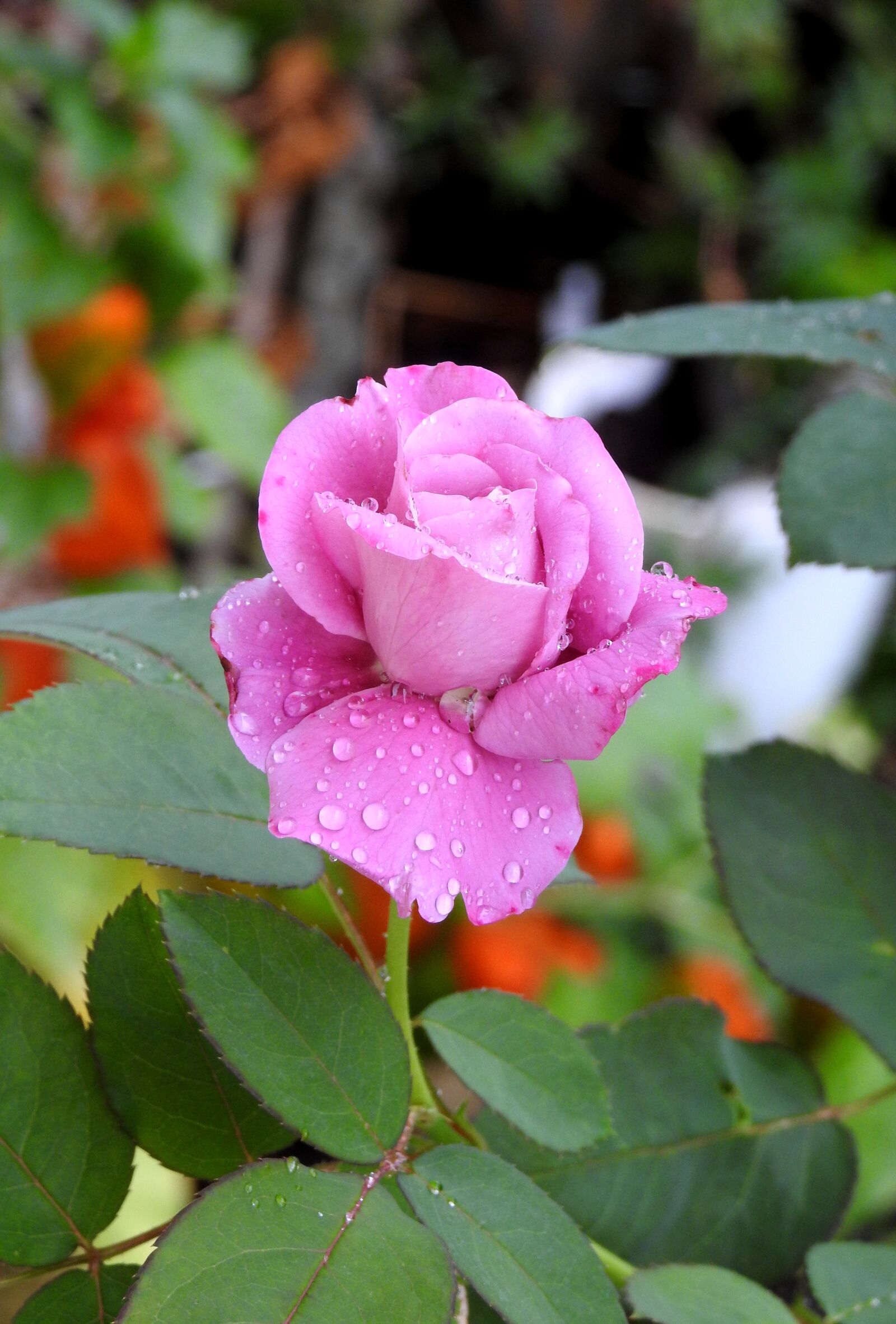 Nikon Coolpix P900 sample photo. Pink, water drops, violet photography