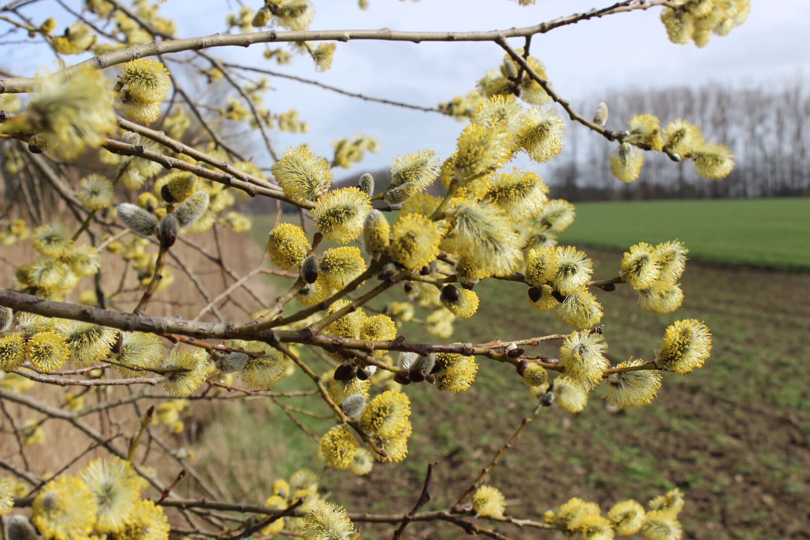 Canon EOS 600D (Rebel EOS T3i / EOS Kiss X5) sample photo. Willow catkin, flowers willow photography