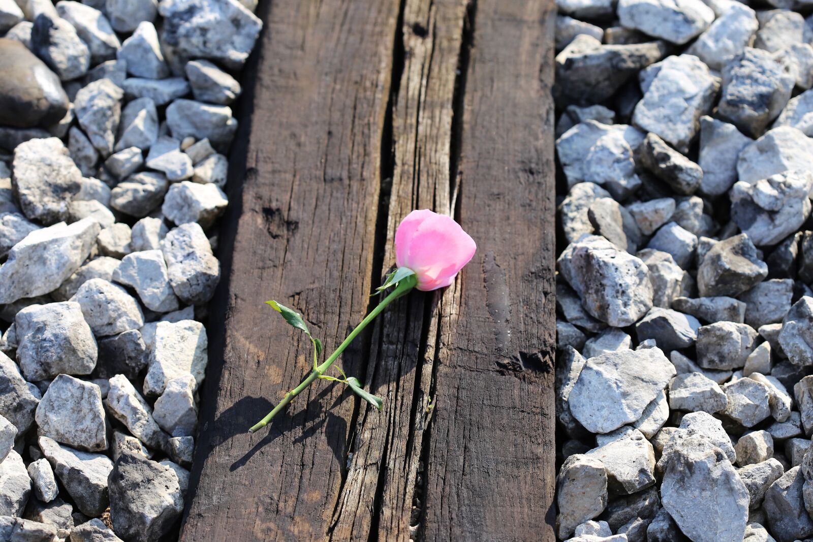 Canon EOS 6D + Canon EF 100mm F2.8 Macro USM sample photo. Pink rose on railway photography