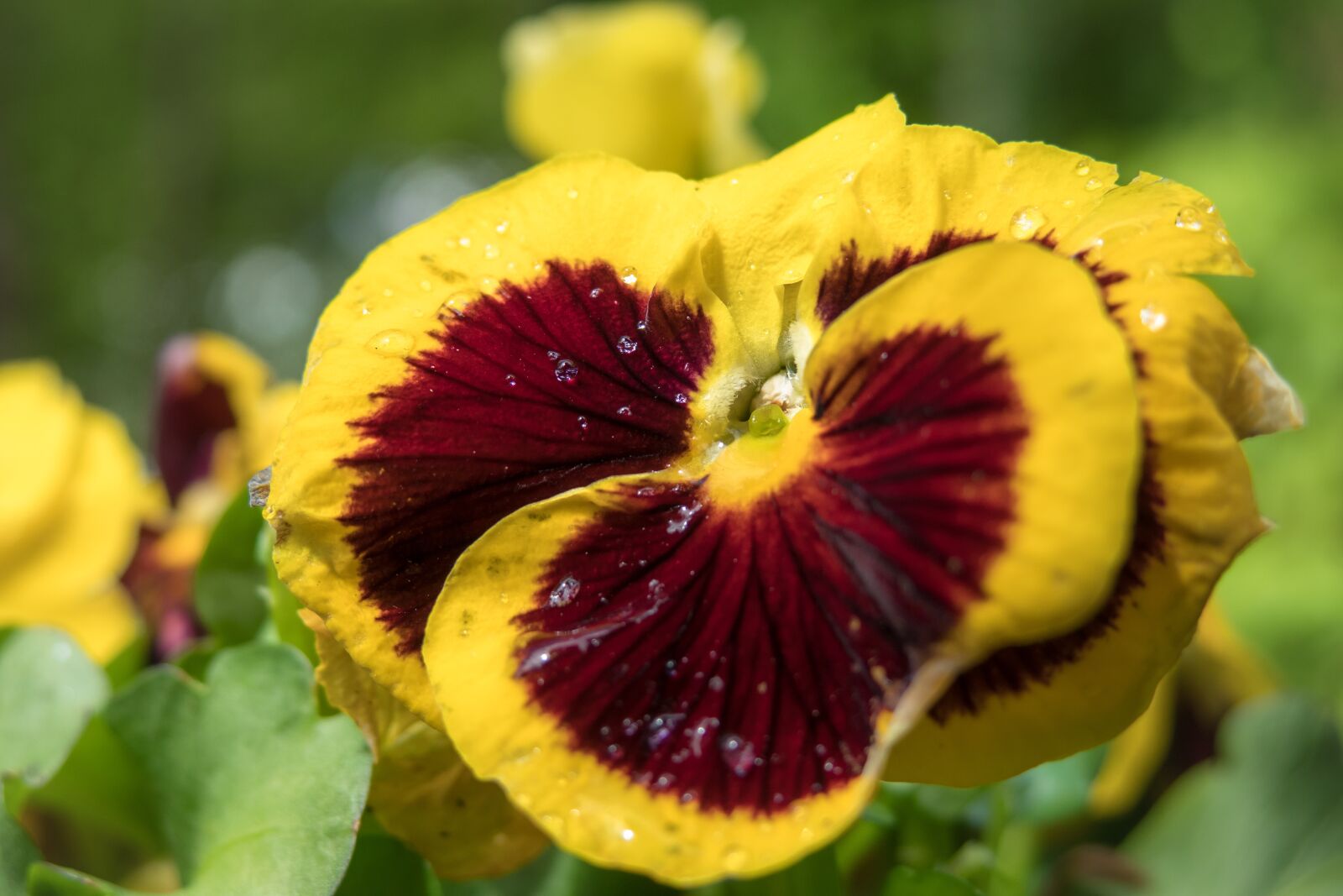 Canon PowerShot G3 X sample photo. Pansy, blossom, bloom photography