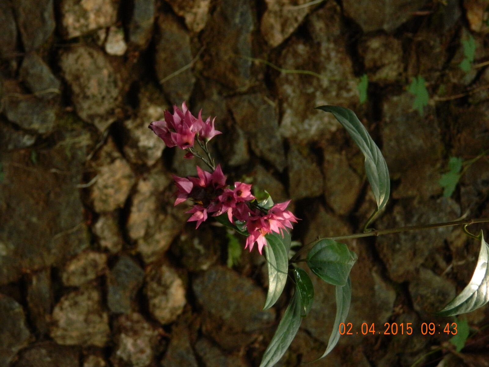 Nikon COOLPIX L310 sample photo. Pink, flower, nature photography