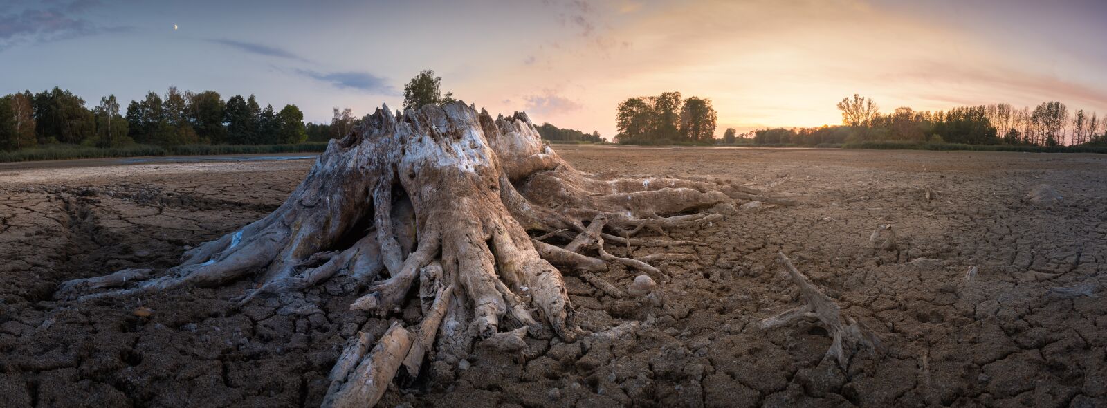 Nikon D7200 sample photo. Root, tree stump, dehydrated photography