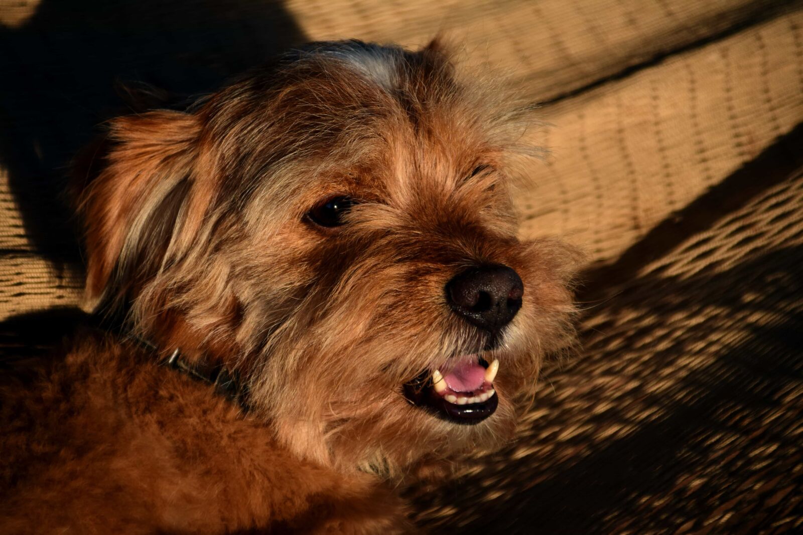 Nikon D3300 sample photo. Cute, animal, pet, dog photography