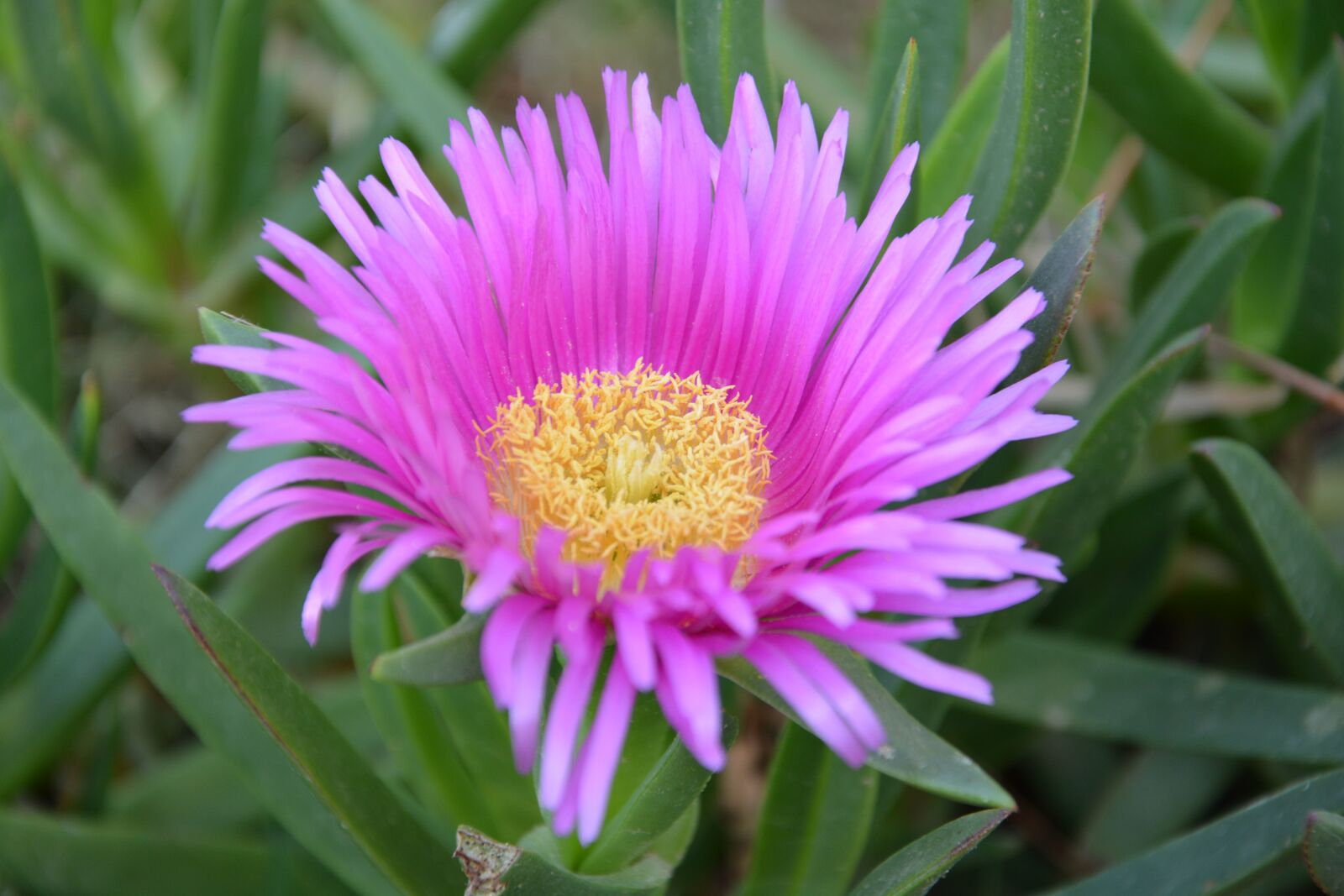 Nikon D5200 sample photo. Pink carpet, delosperma cooperi photography