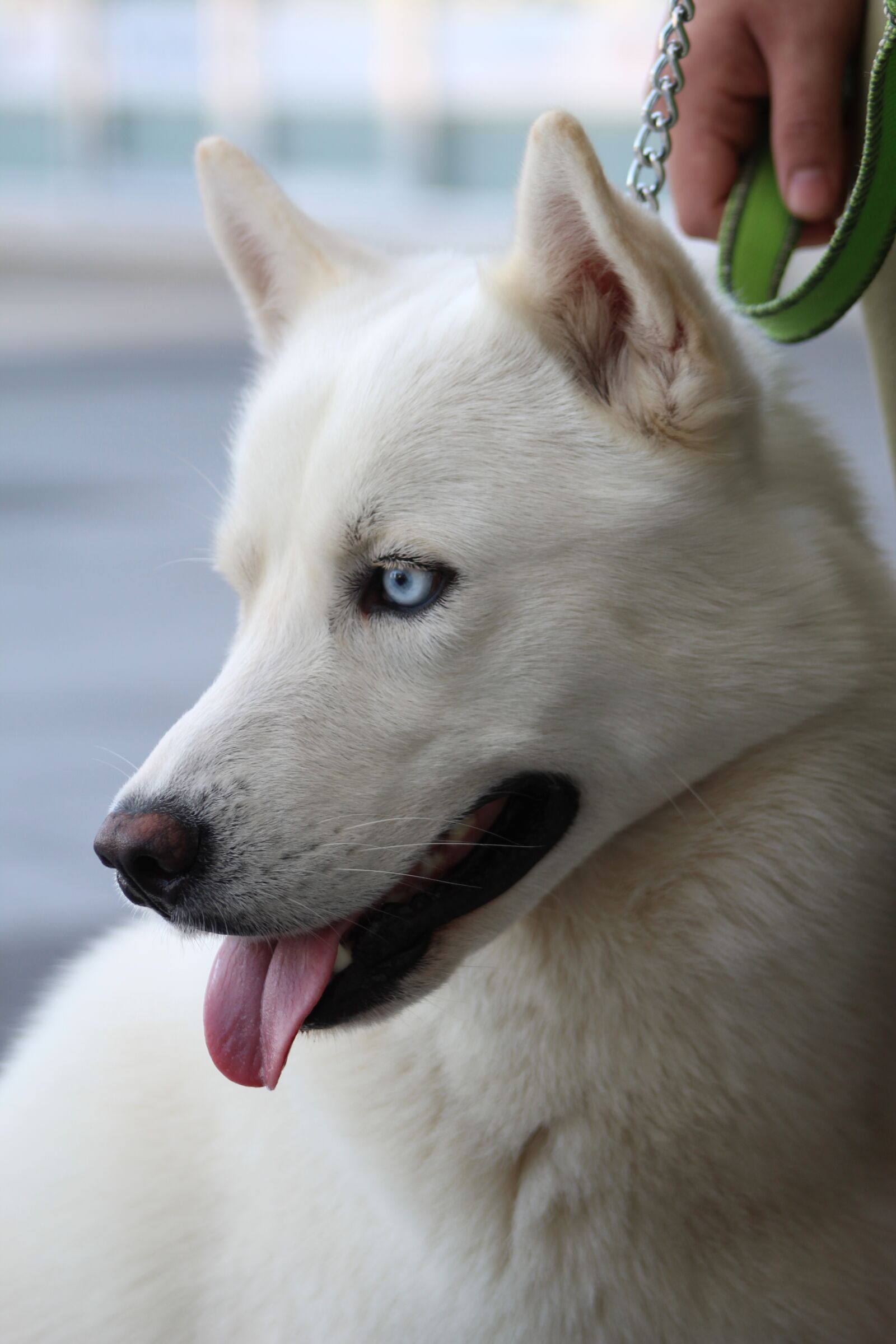 Canon EOS 1300D (EOS Rebel T6 / EOS Kiss X80) + Canon EF75-300mm f/4-5.6 sample photo. Husky, tongue out, blue photography