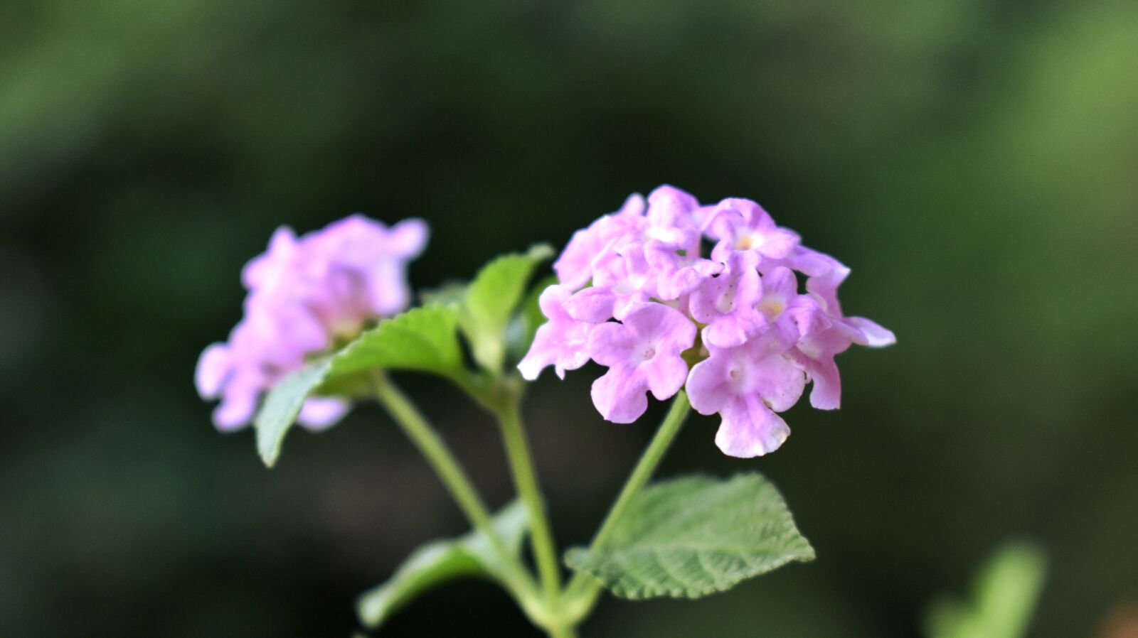 Nikon D3400 sample photo. Flower, plant, nature photography