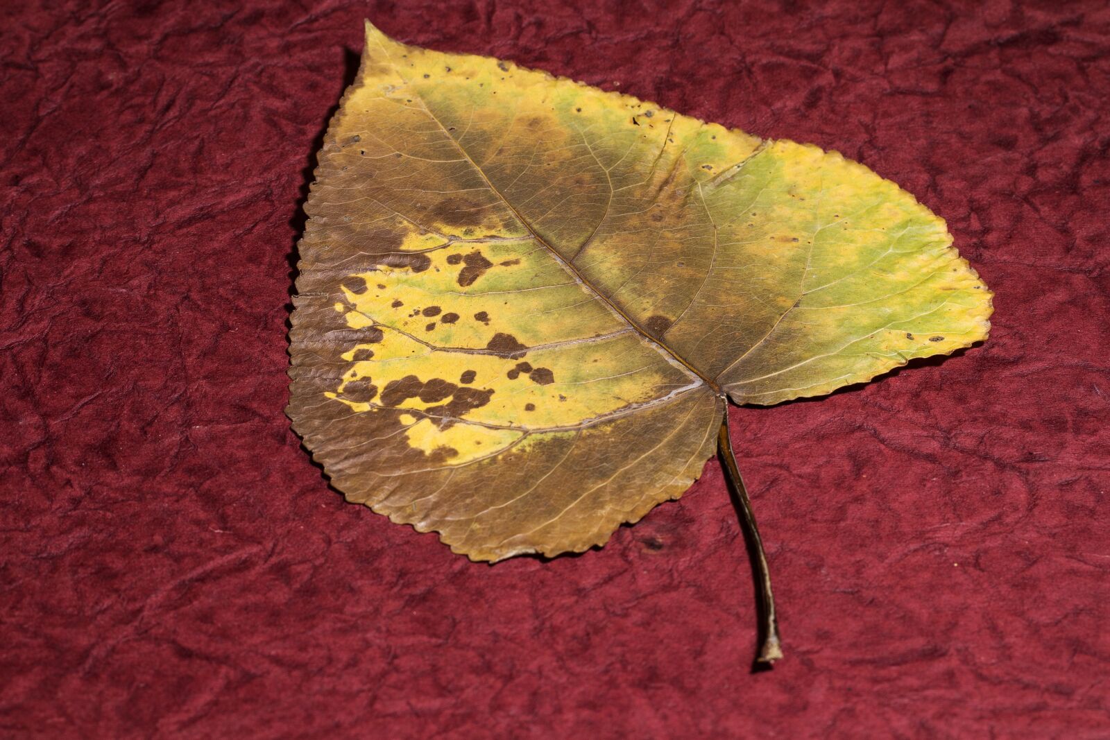 Canon EF-S 60mm F2.8 Macro USM sample photo. Leaf, dry leaf, poplar photography