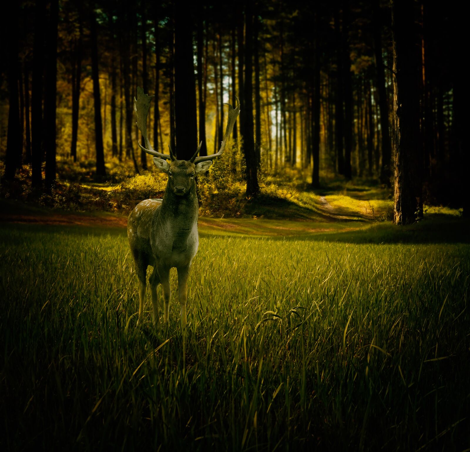 Nikon D5000 sample photo. Deer, nature, wildlife photography
