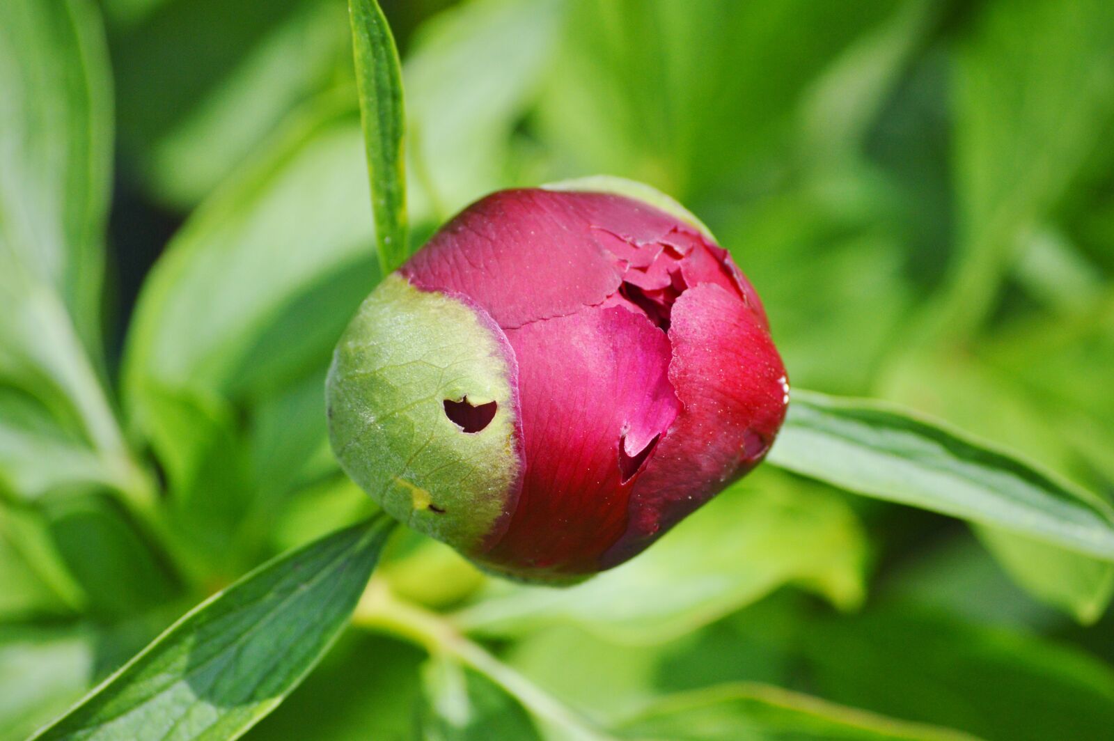 Nikon D3200 sample photo. Peony, bud, flower photography