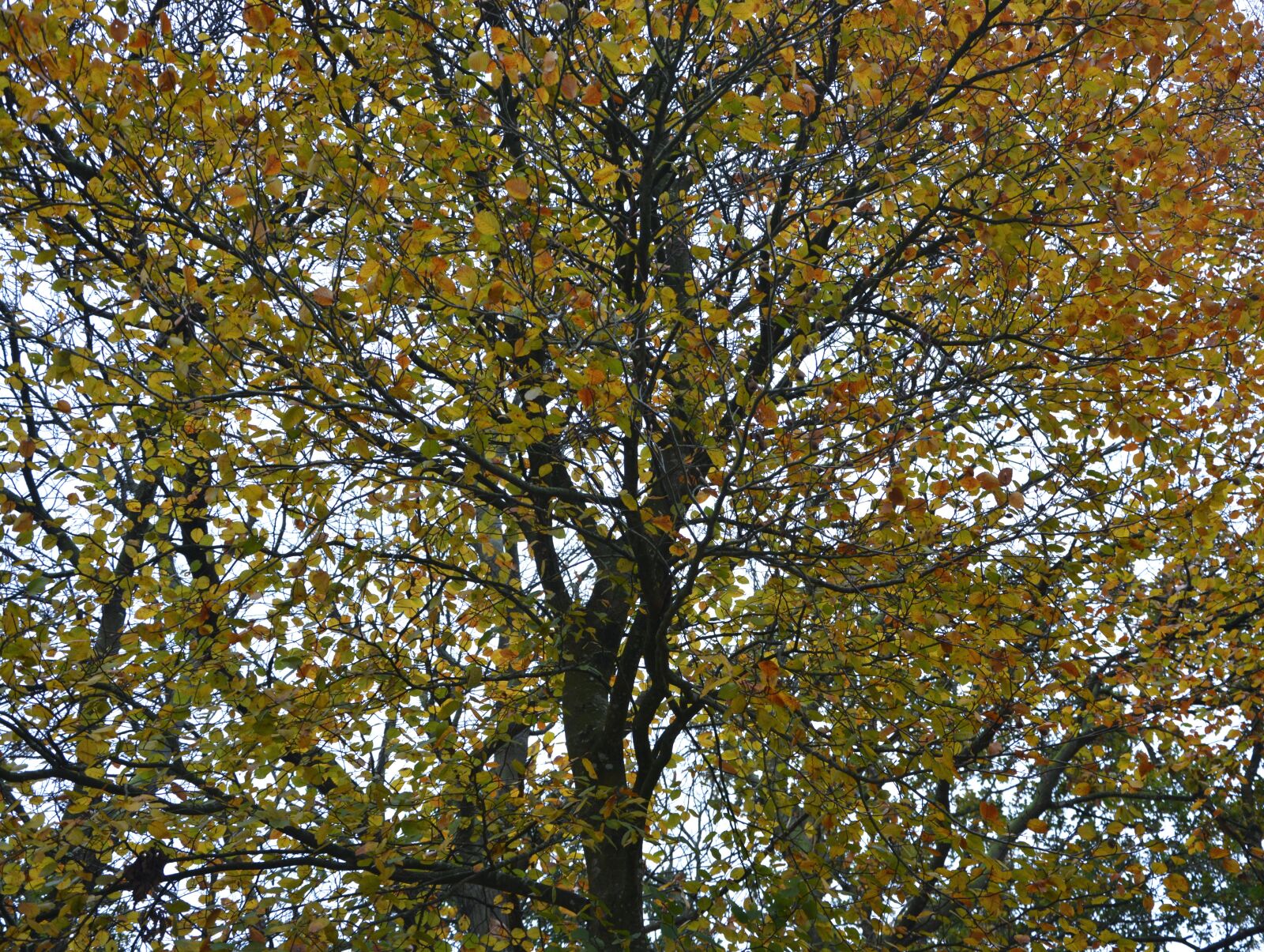 Nikon D5200 sample photo. Arbre, automne, couleur, chaude photography