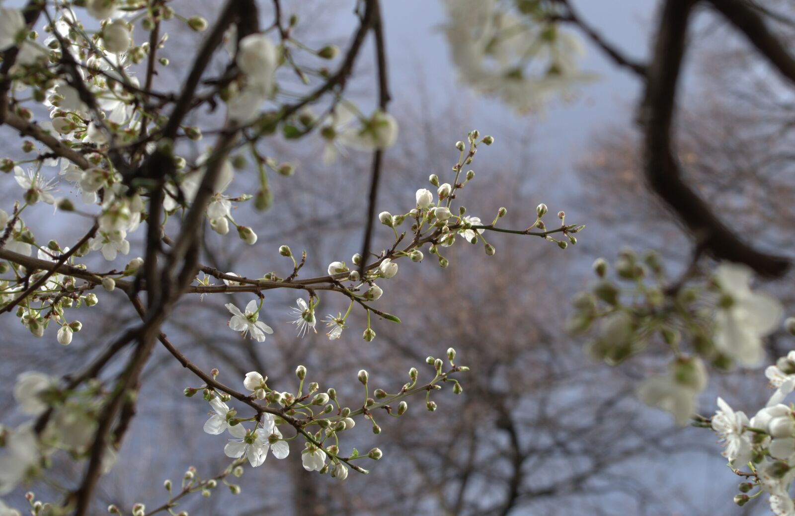 Pentax K-30 sample photo. Flowers, bud, shoots photography