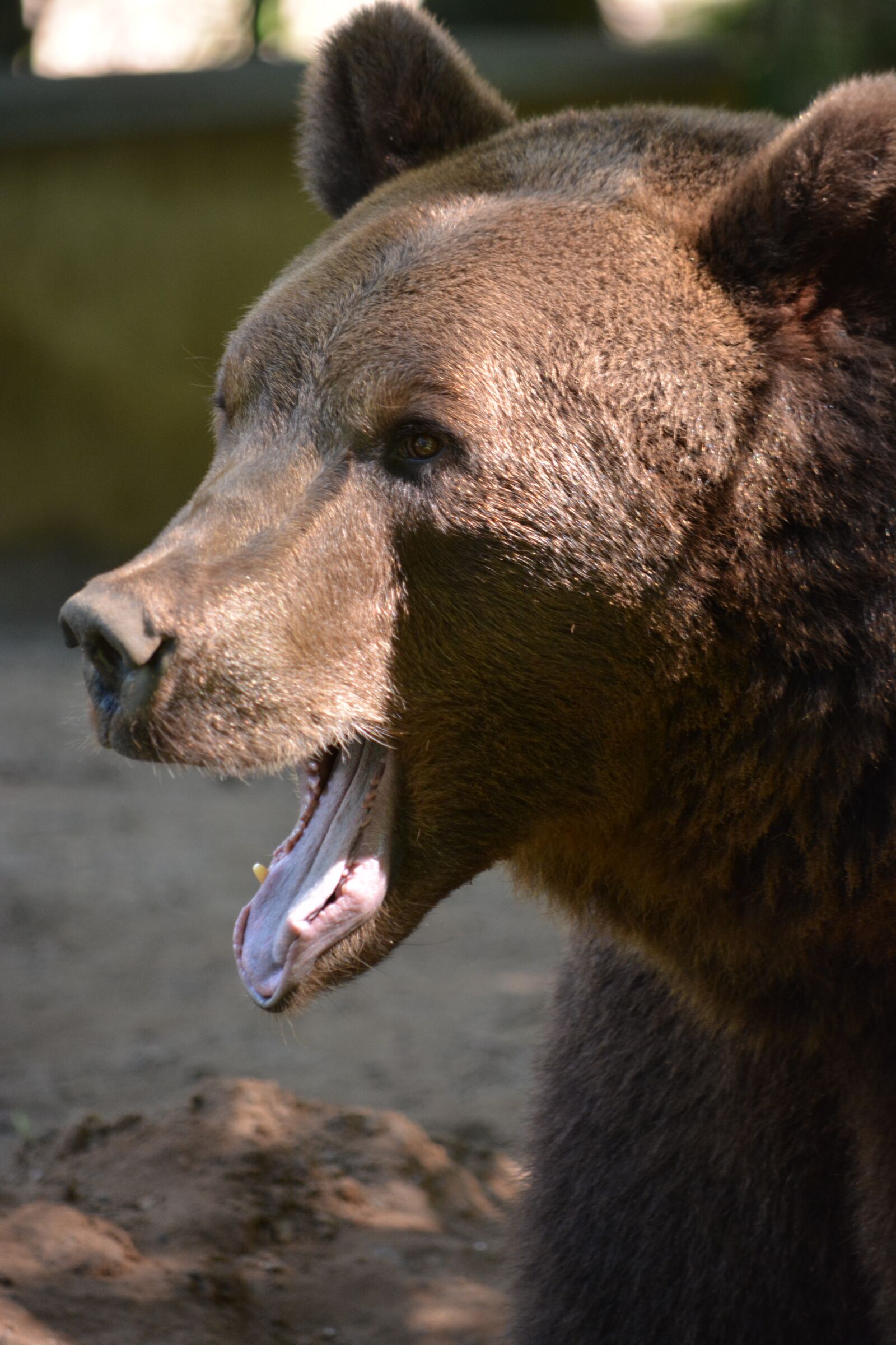 Nikon D5200 sample photo. Mammal, animal world, nature photography