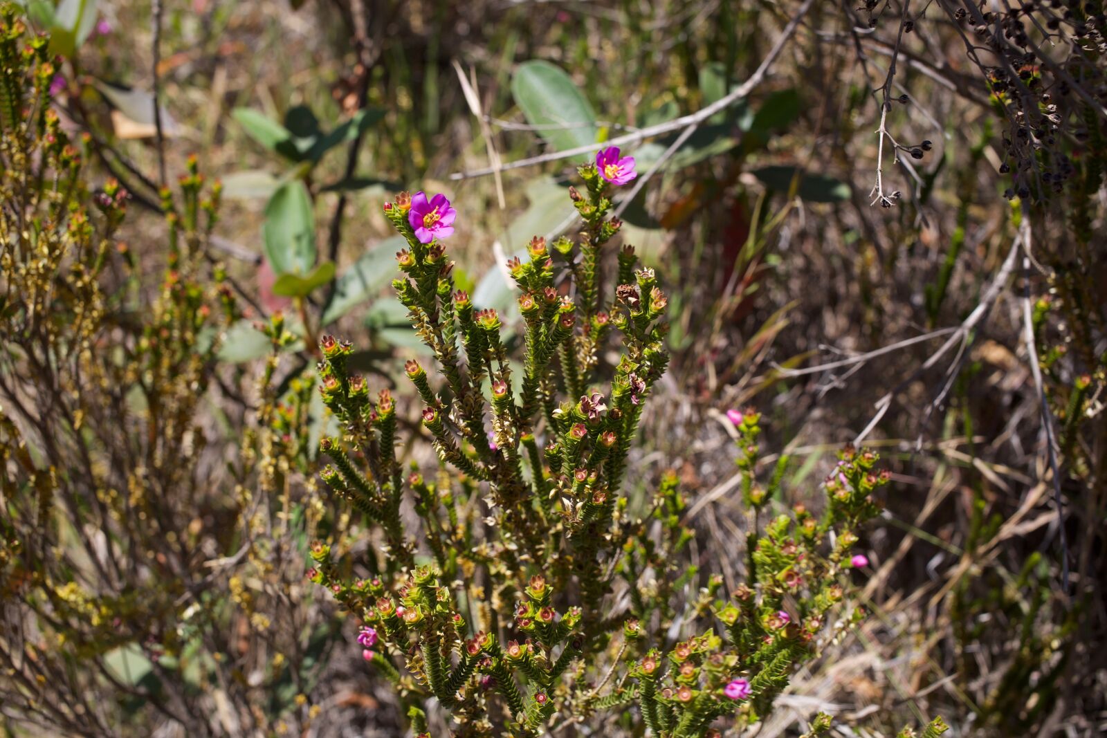 Canon EF 40mm F2.8 STM sample photo. Flower cerrado, pink flower photography