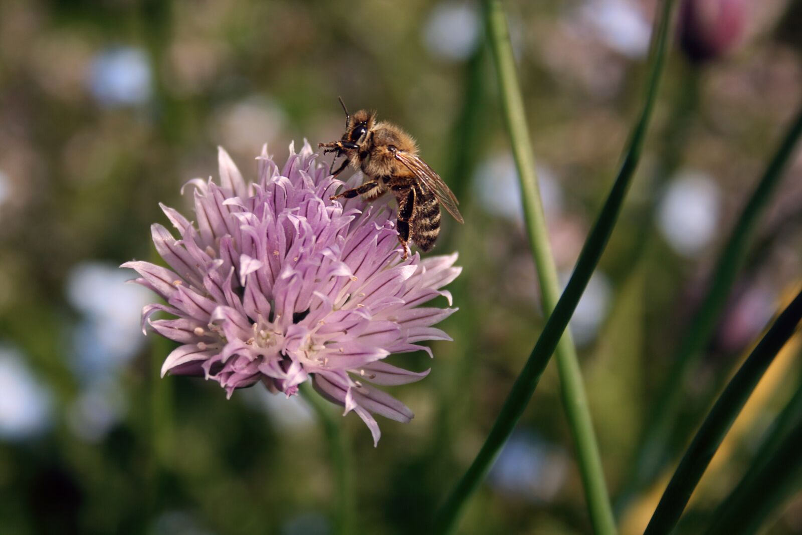 Canon EOS 400D (EOS Digital Rebel XTi / EOS Kiss Digital X) sample photo. Bee, chives blossom, blossom photography