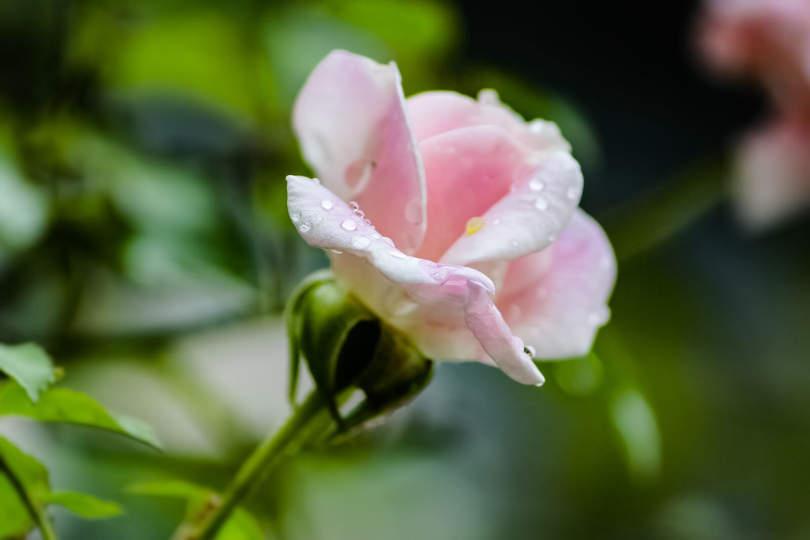 Canon EOS 1200D (EOS Rebel T5 / EOS Kiss X70 / EOS Hi) sample photo. Rose, pink rose, flower photography