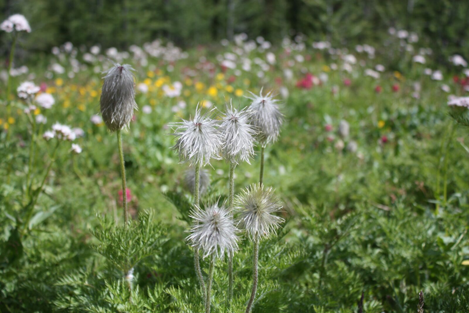 Canon EOS 450D (EOS Rebel XSi / EOS Kiss X2) sample photo. Flower, wildflower, spring photography