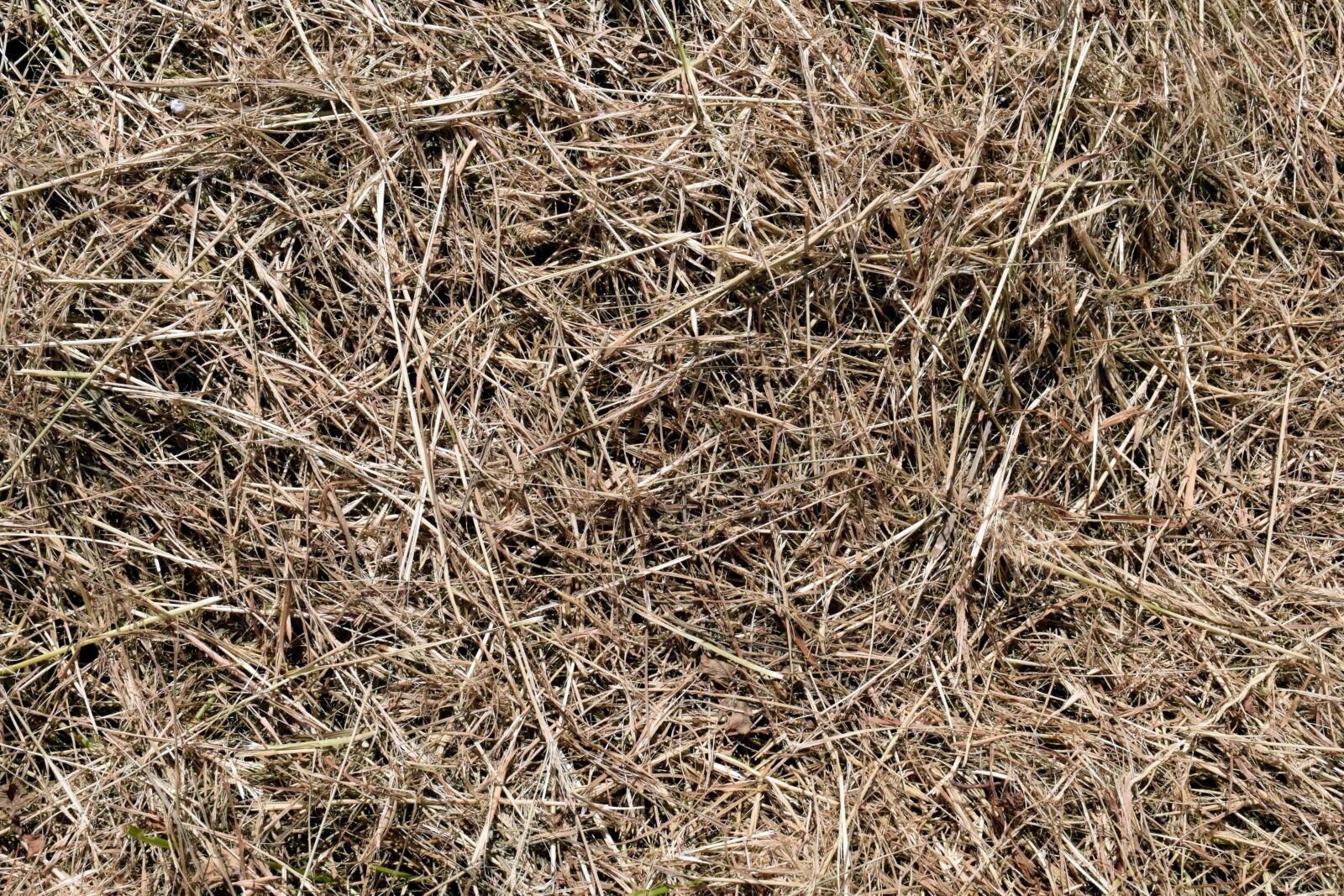 Nikon D3300 sample photo. Dry, texture, pattern, nature photography