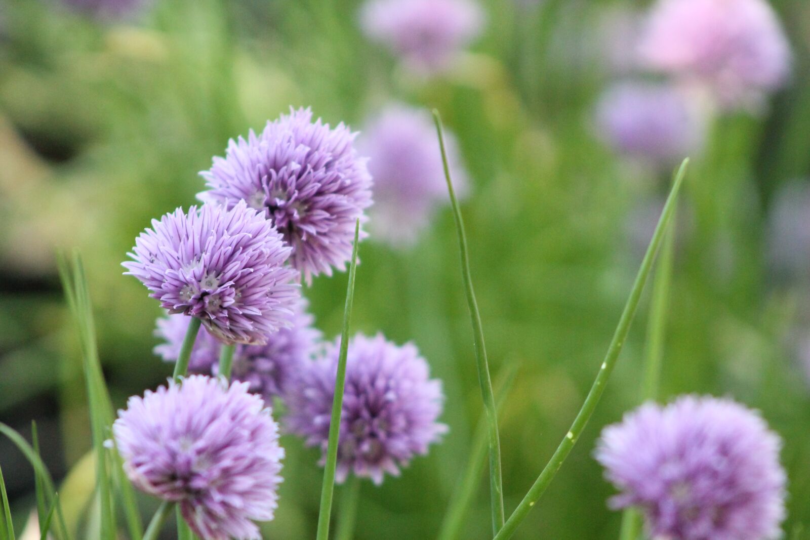Canon EOS 1100D (EOS Rebel T3 / EOS Kiss X50) sample photo. Clover, purple, bloom photography