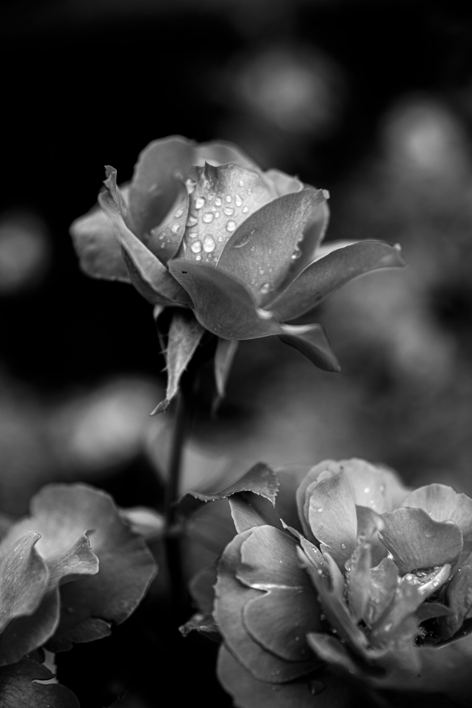 Canon 24-70mm F2.8 DG OS HSM | Art 017 sample photo. Pink, flower, garden photography