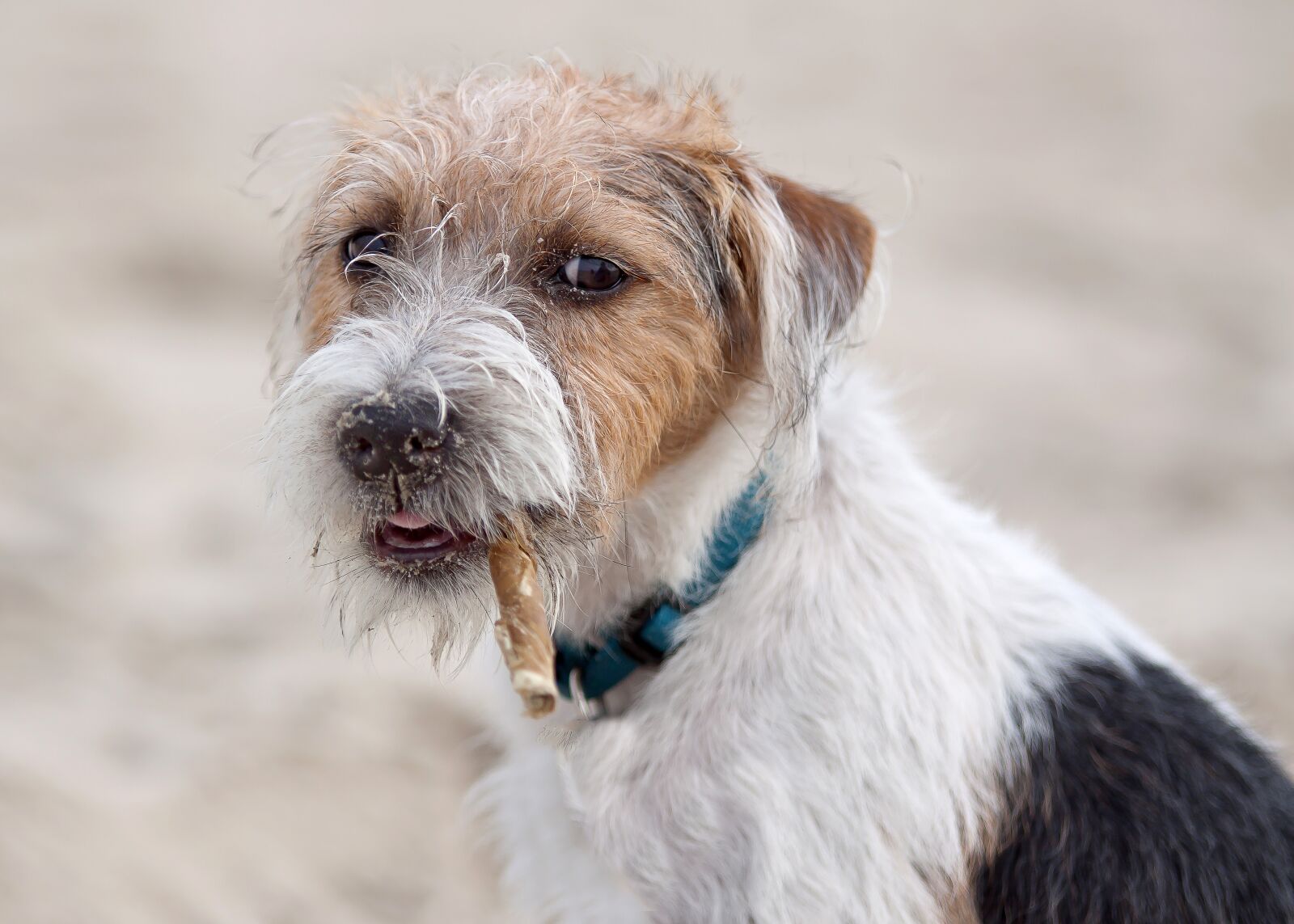 Canon EOS 50D sample photo. Dog, terrier, parson photography