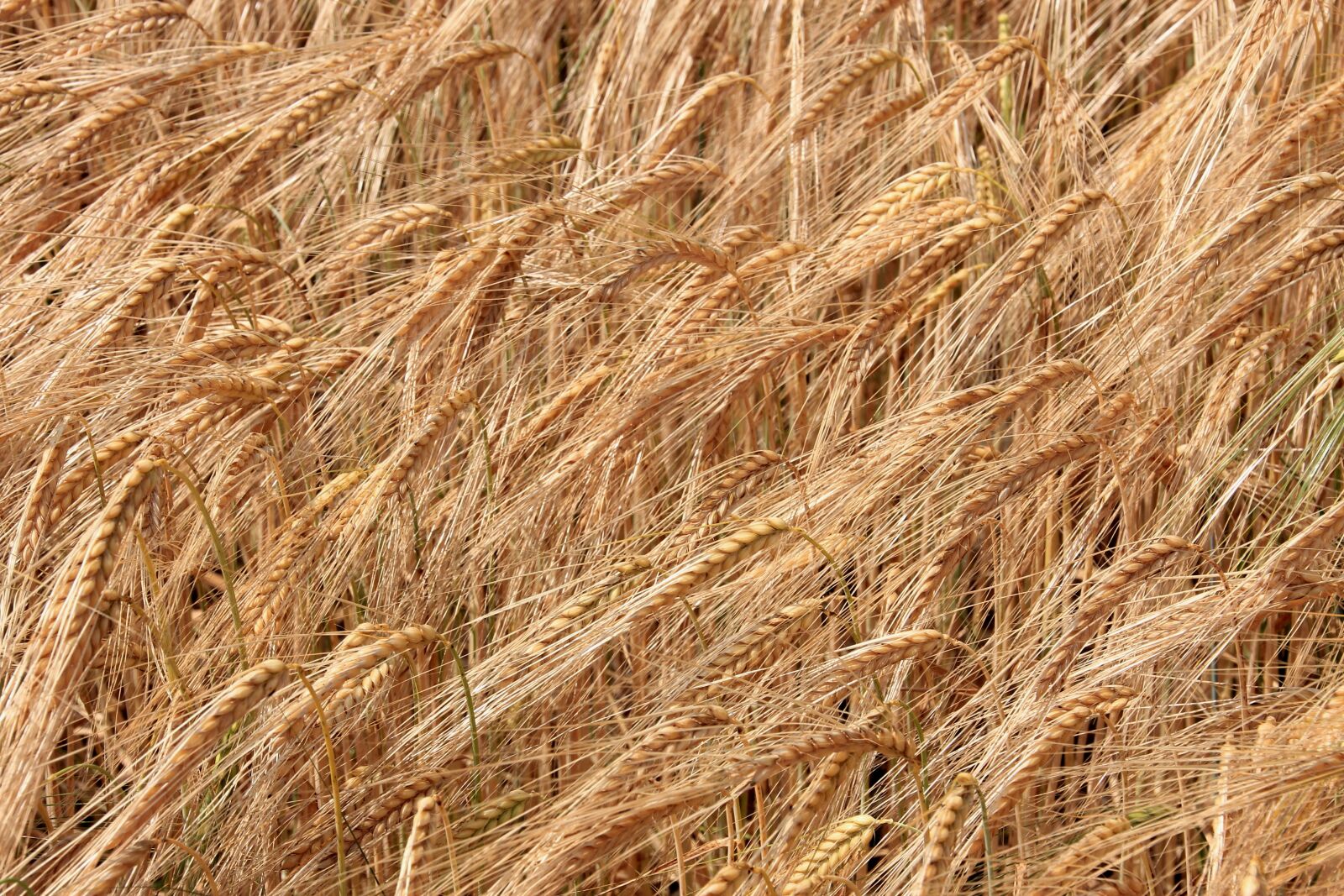 Canon EOS 60D sample photo. Cereals, cornfield, field photography