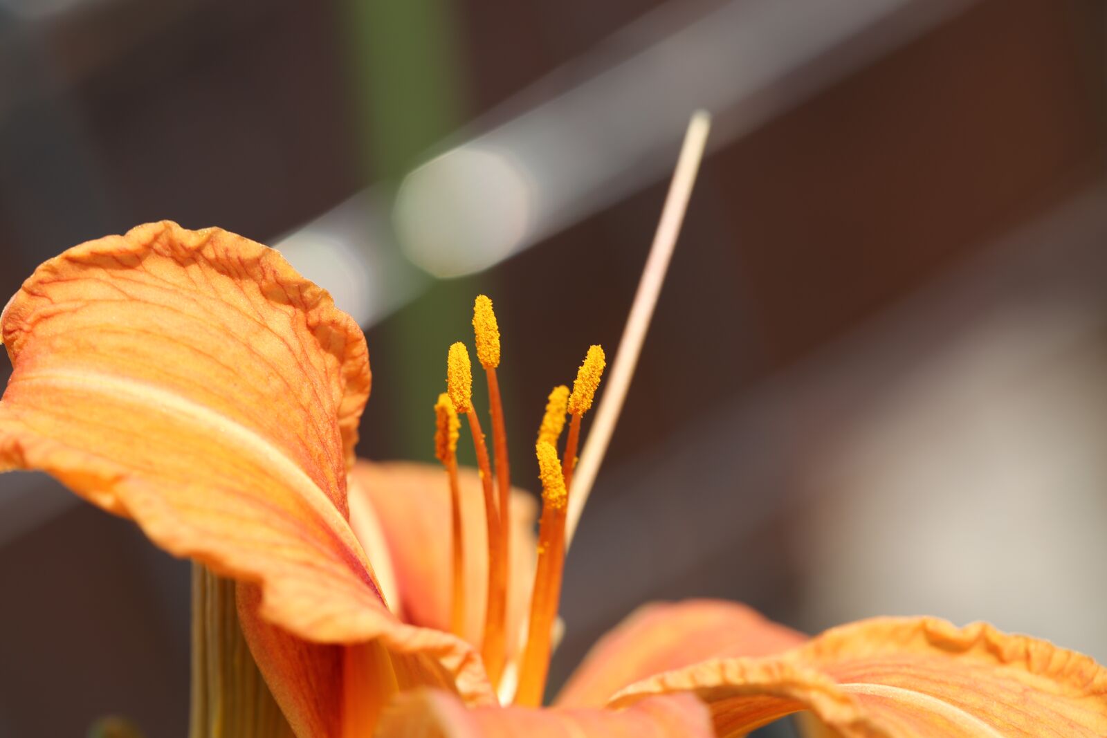 Canon EF 100mm F2.8L Macro IS USM sample photo. Flower, red, yellow photography