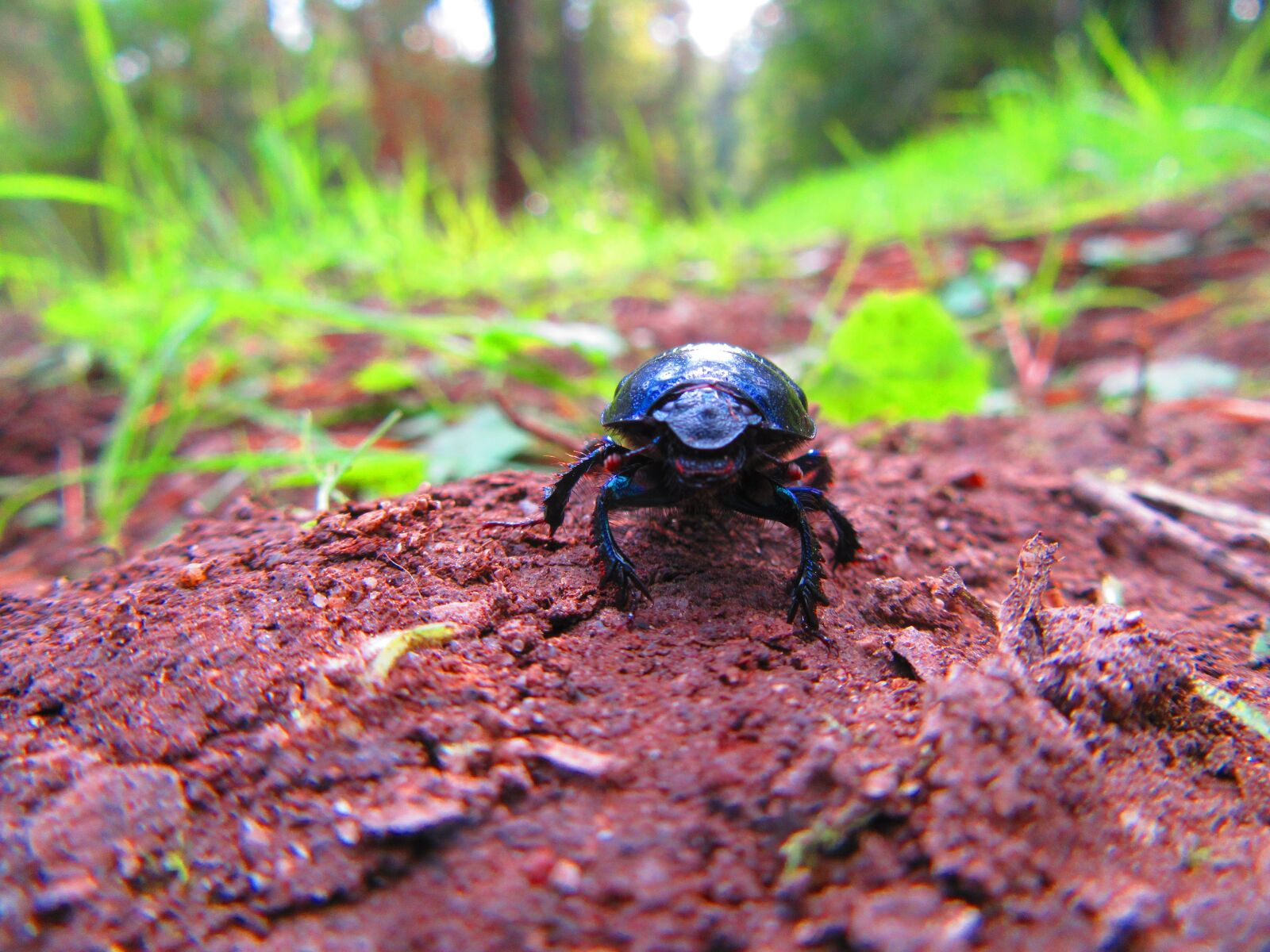 Canon PowerShot SX610 HS sample photo. Nature, animal, dung beetle photography