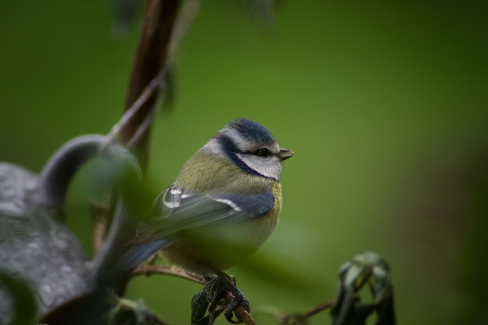 Pentax K-70 sample photo. Bird, nature, animal world photography